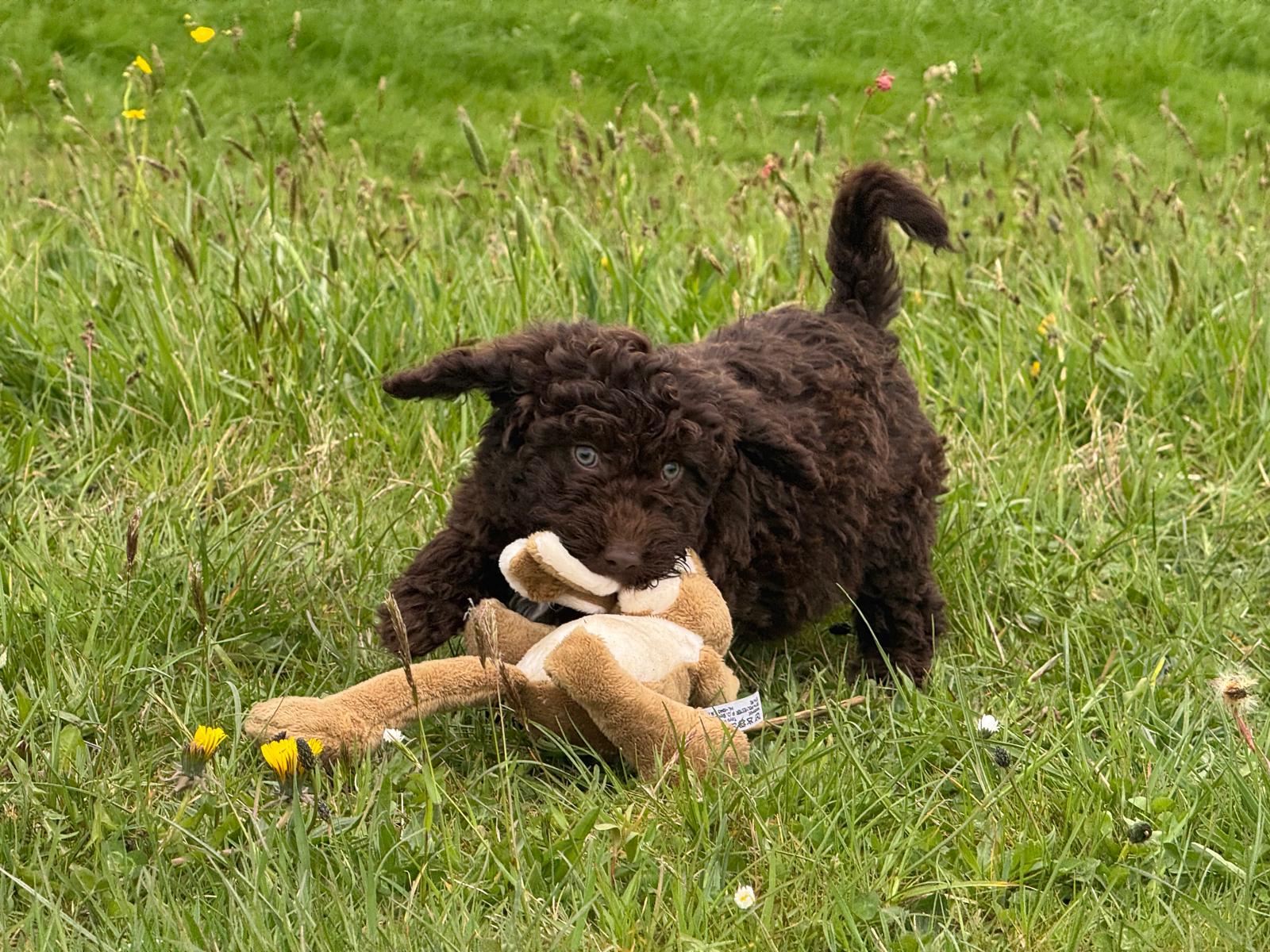 Spaanse Waterhond pup reu 2 beschikbaar