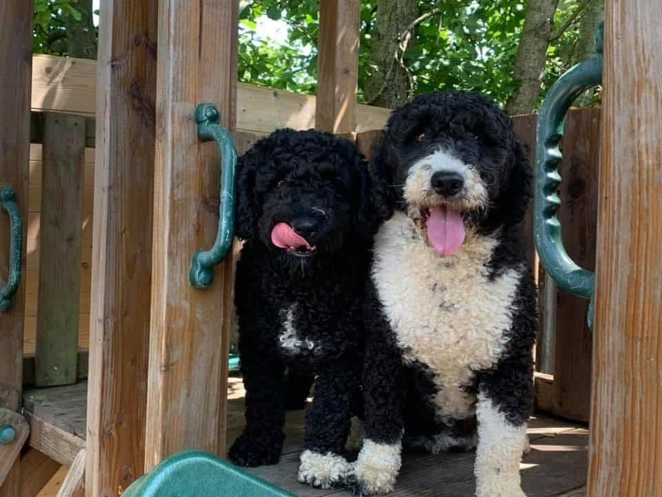 Spaanse Waterhond teefje Zafir en Yade
