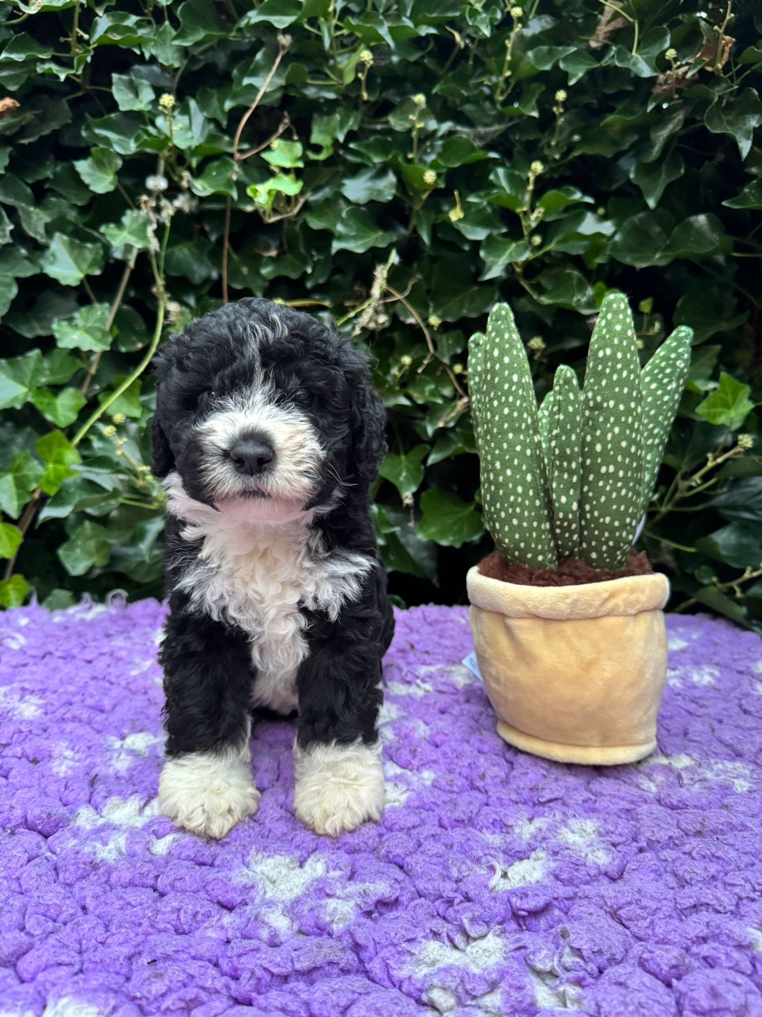 Spaanse Waterhond pup
