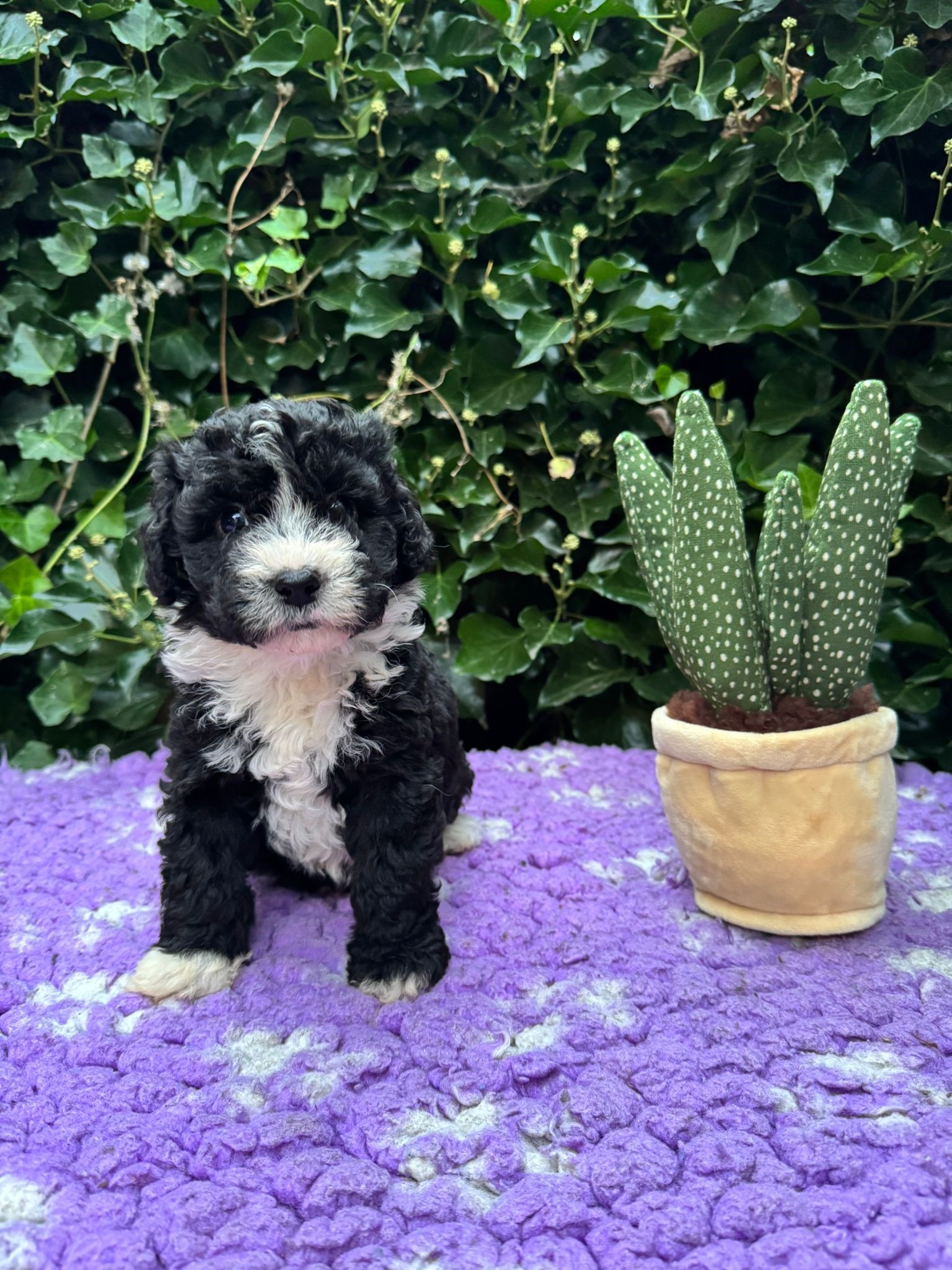 Spaanse Waterhond pup