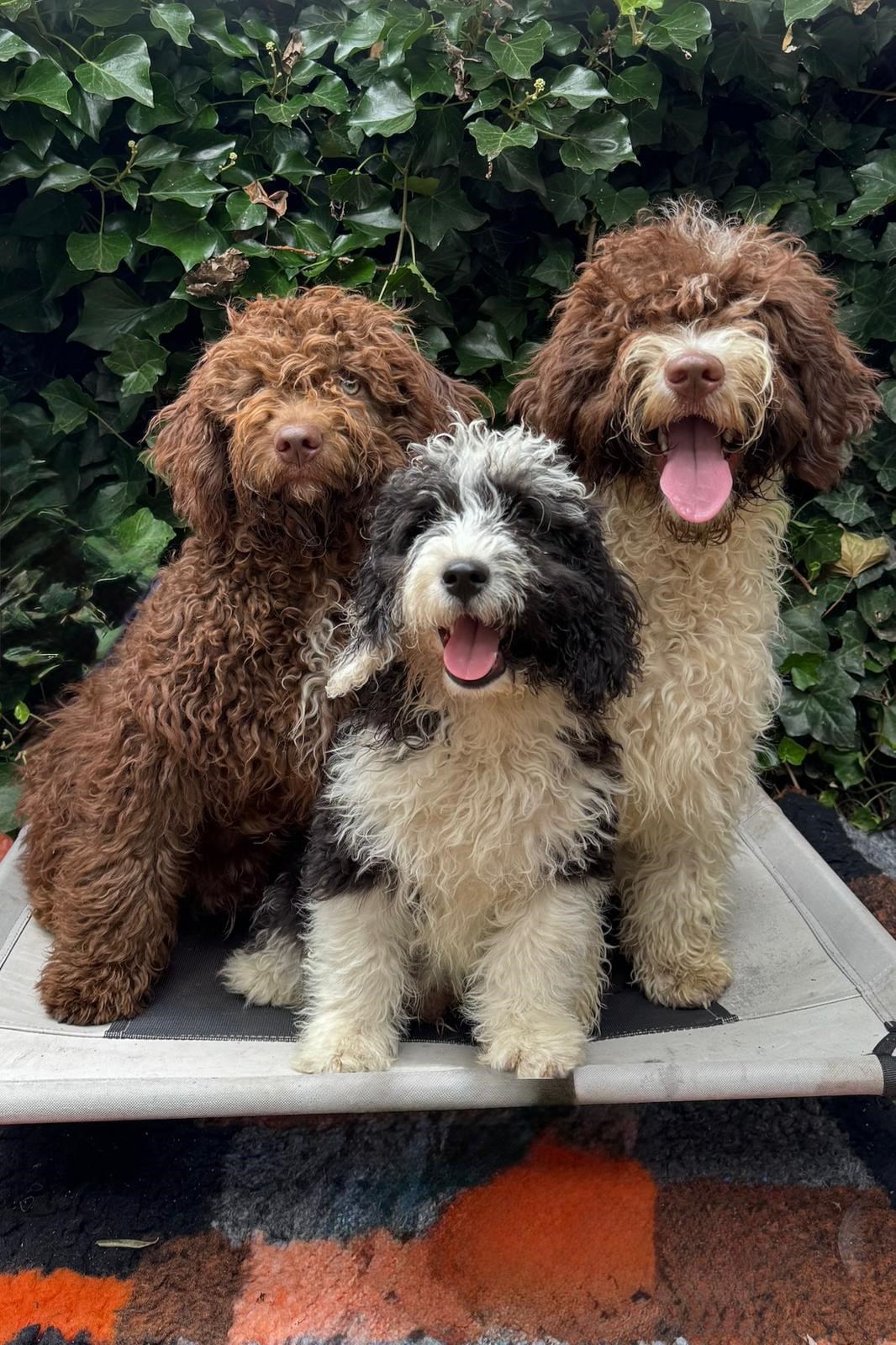 Spaanse Waterhond pups