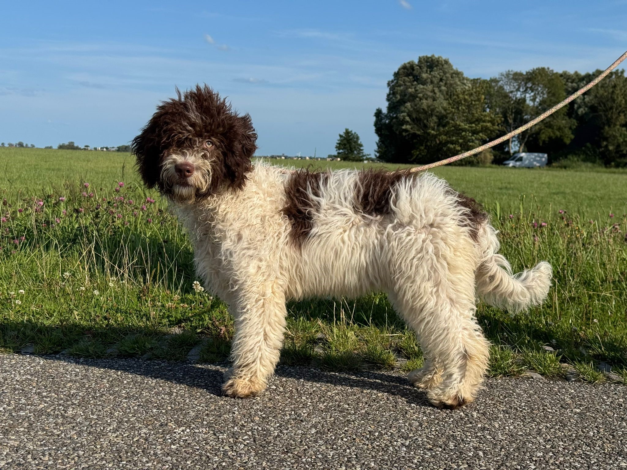 wit-bruine teefje Spaanse Waterhond