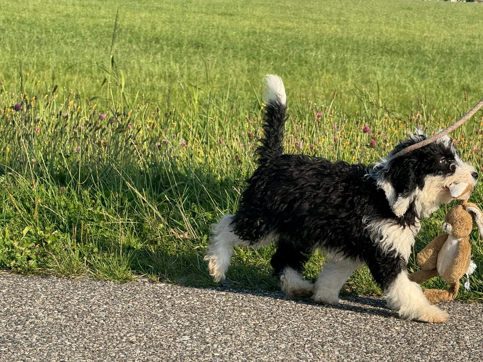 Spaanse Waterhond puppy lopen met knuffeltje