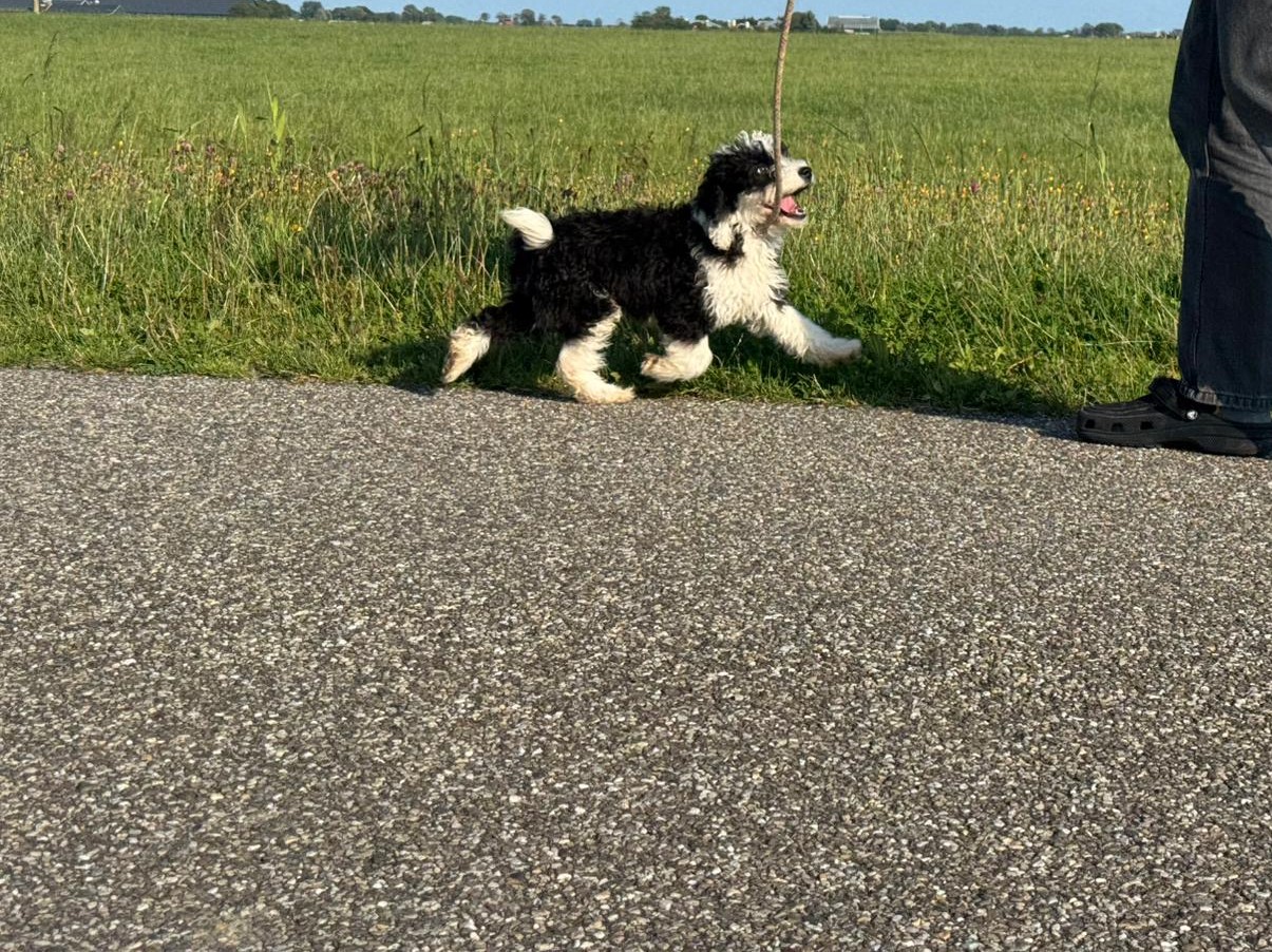 Spaanse Waterhond puppy lopen