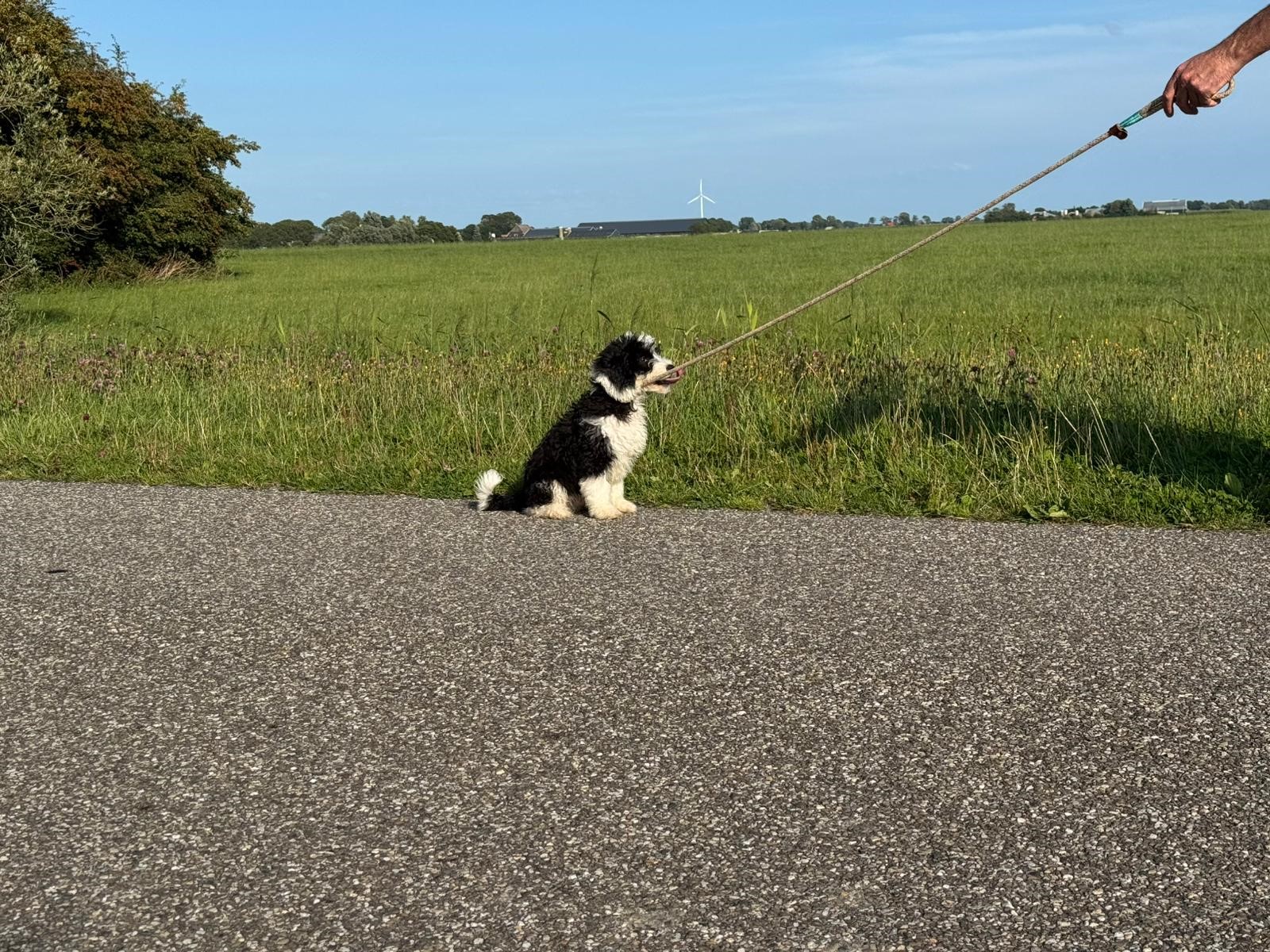 Spaanse waterhond pup zit