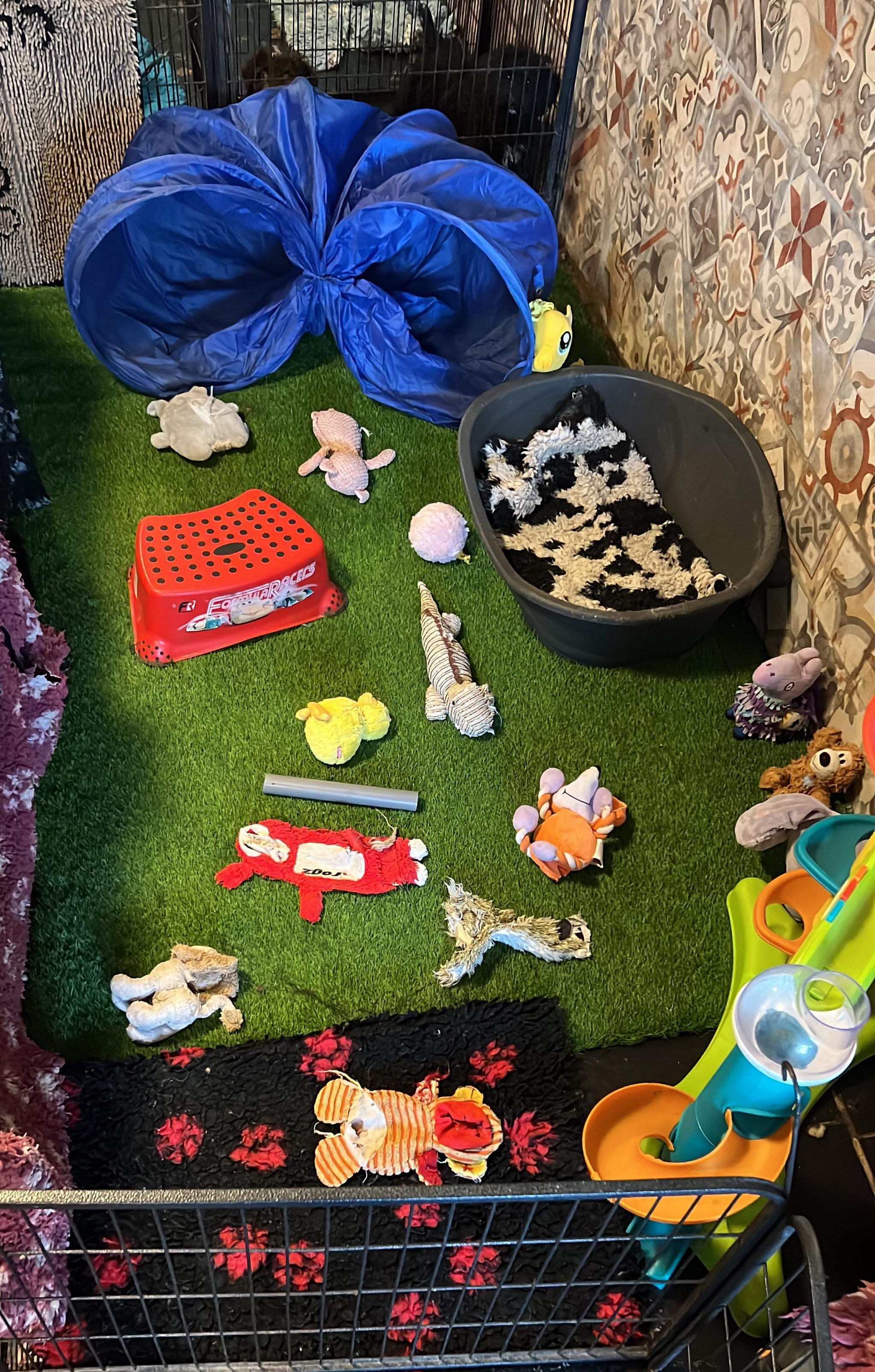 Spaanse Waterhond pups speeltuin