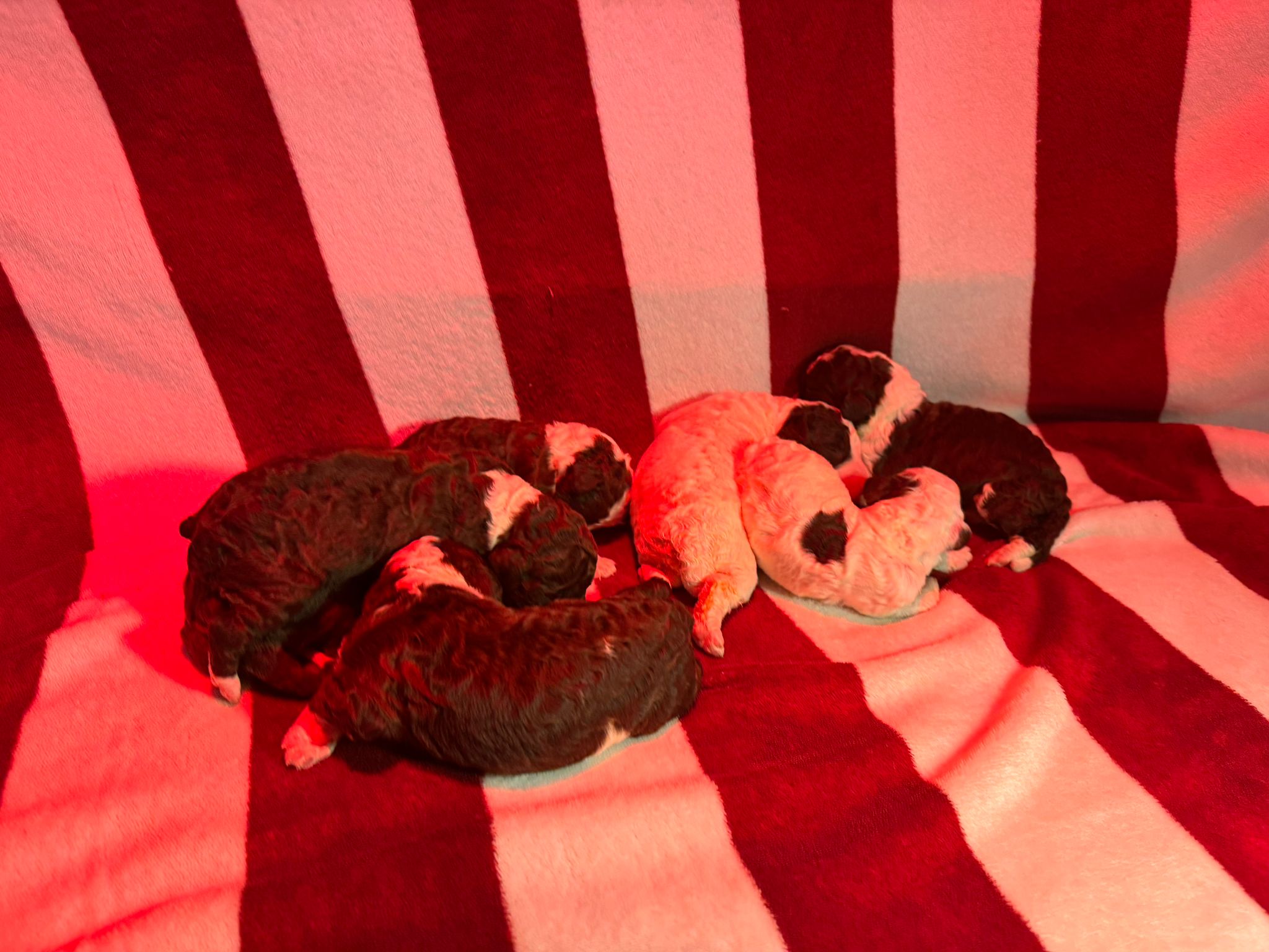 Spaanse Waterhond pups