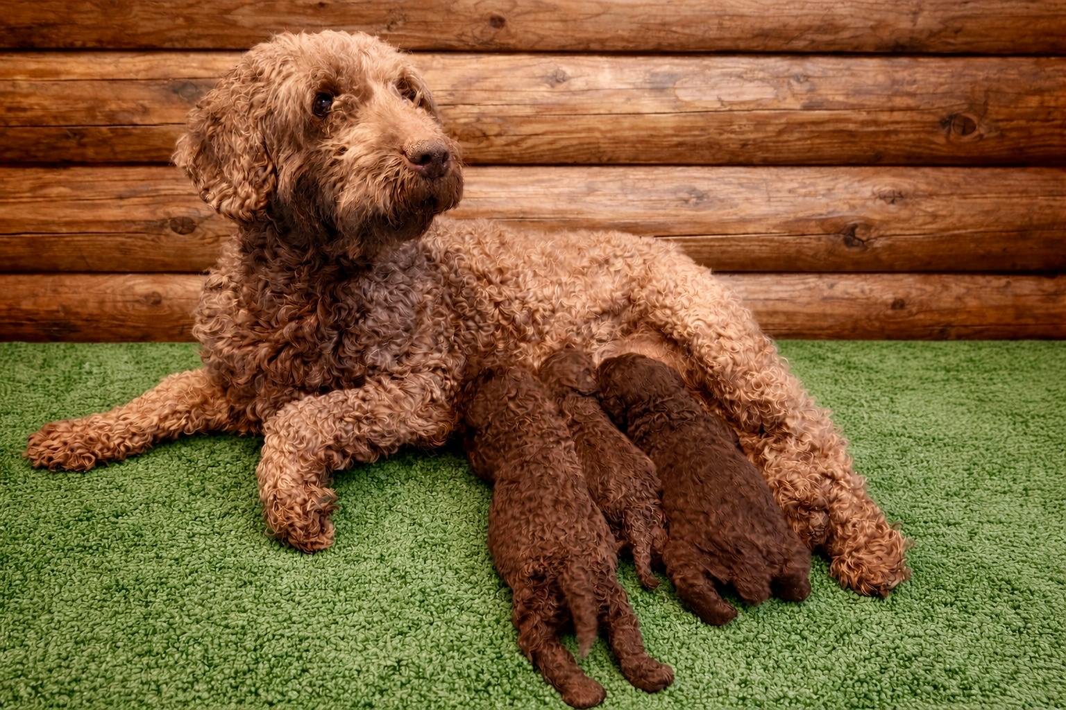 Spaanse Waterhond pups