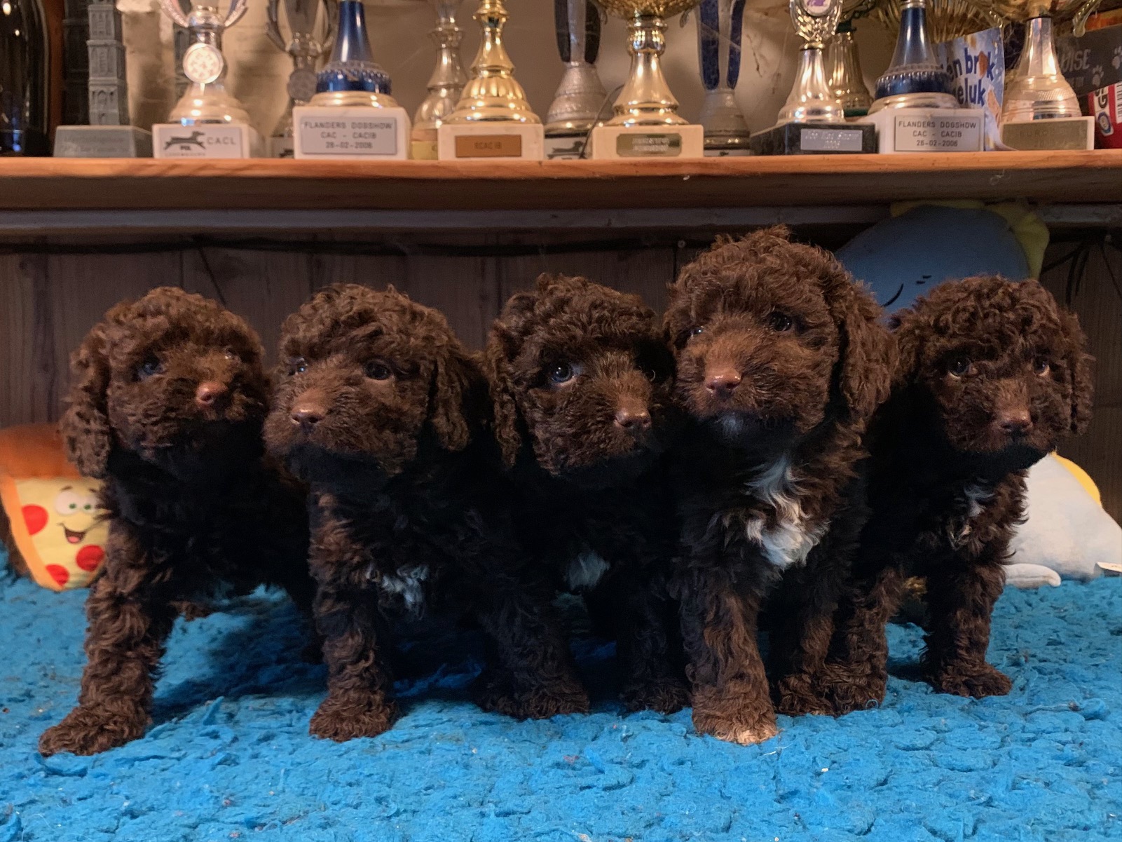 5 bruine Spaanse Waterhond pups