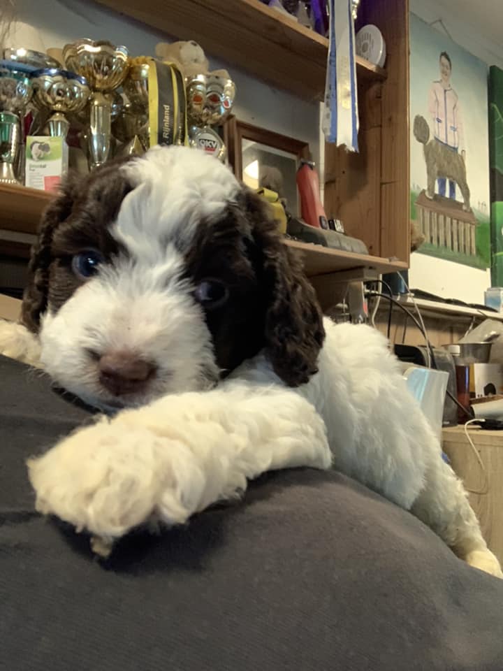 Spaanse Waterhond teefje puppie