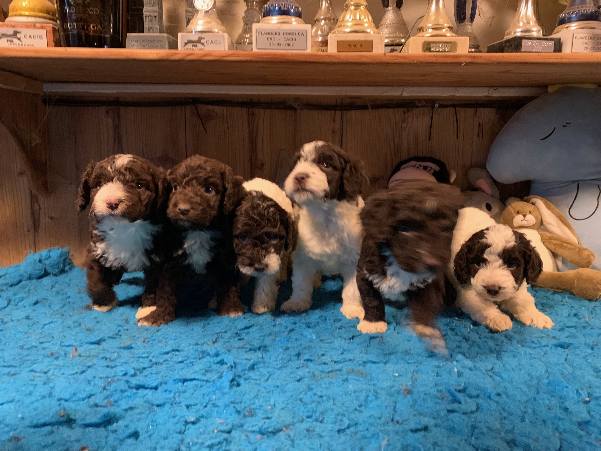 Spaanse Waterhond pups