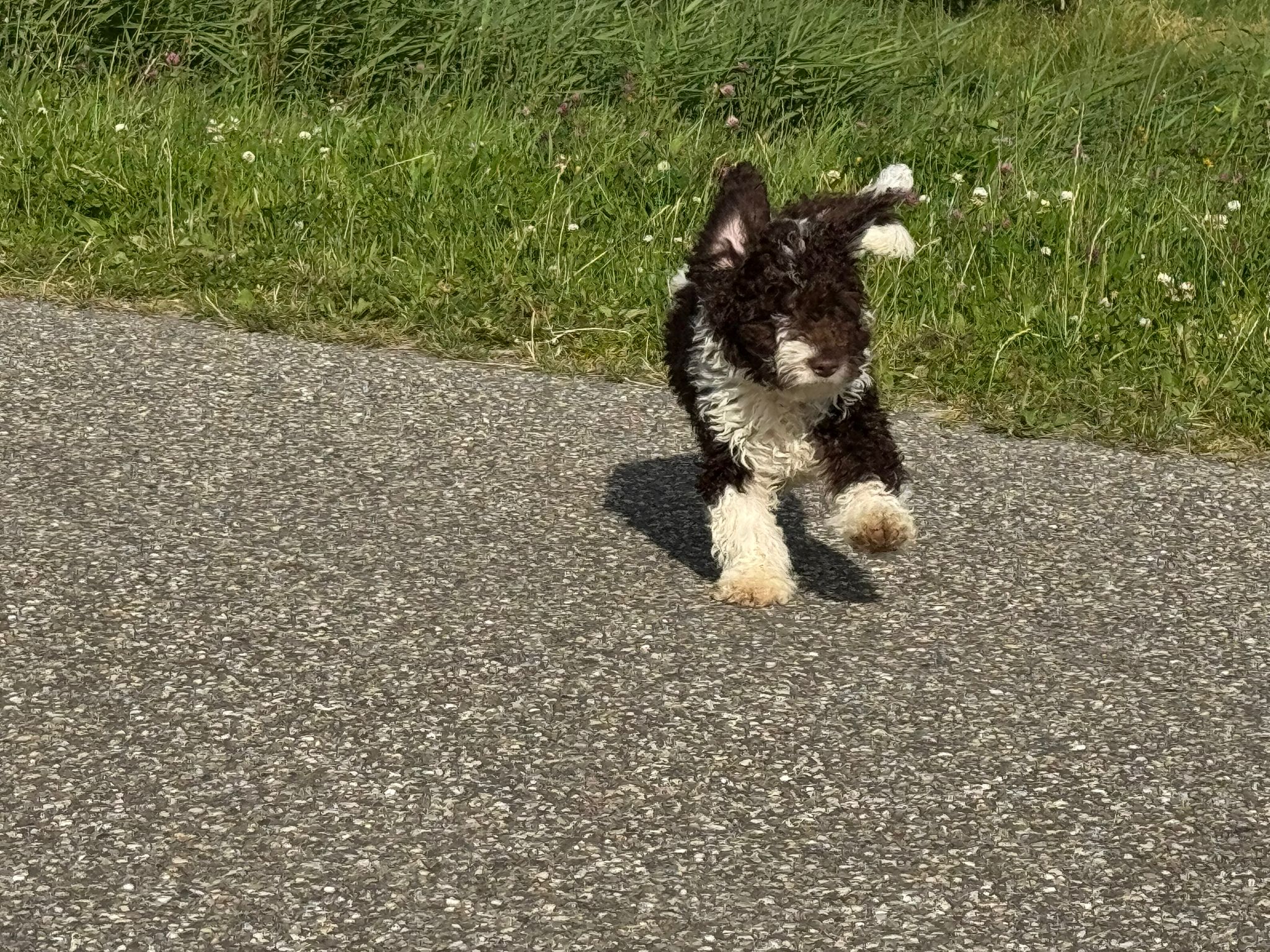 Spaanse Waterhond reuen