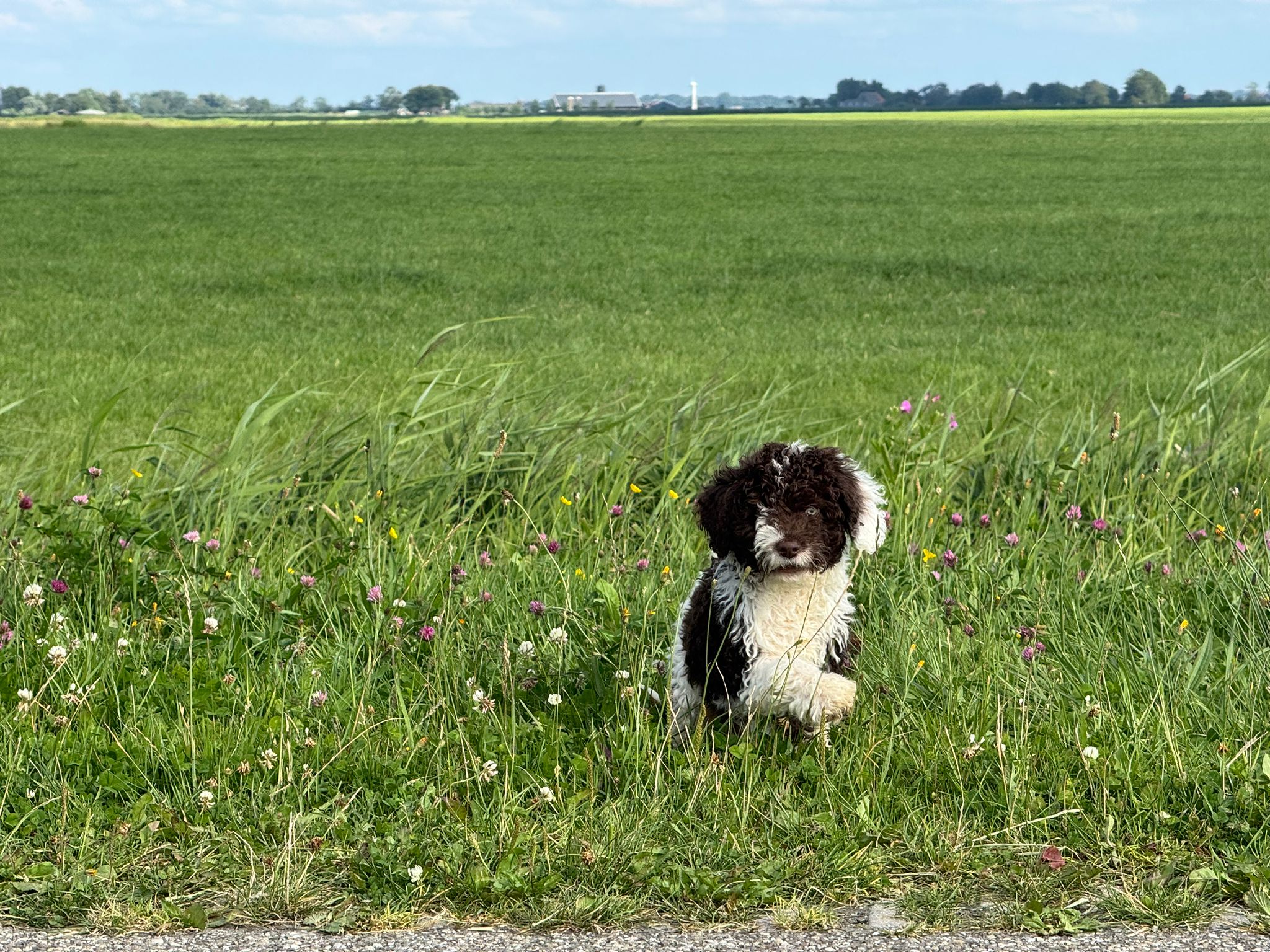 Spaanse Waterhond reuen