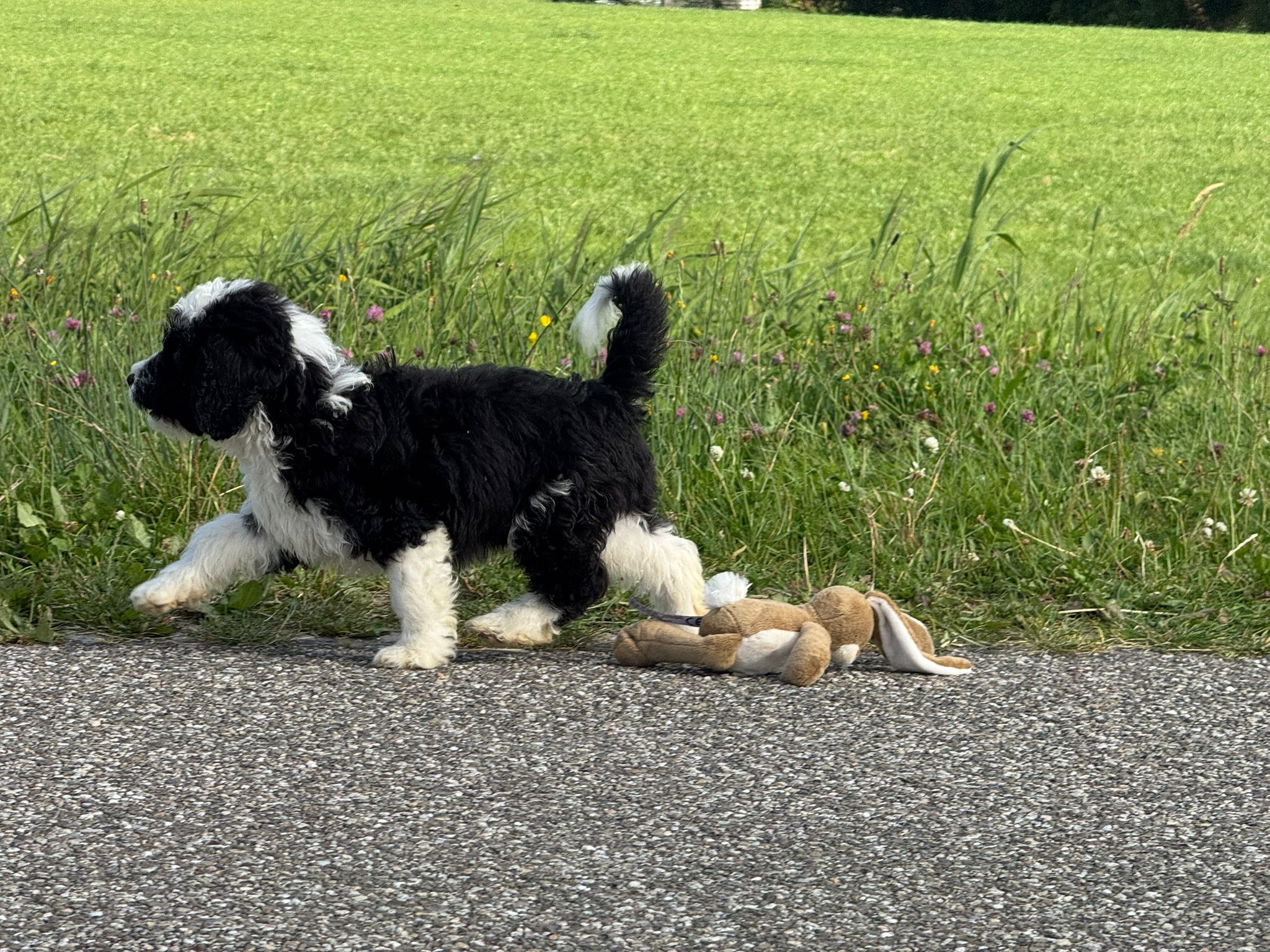 Spaanse Waterhond reuen