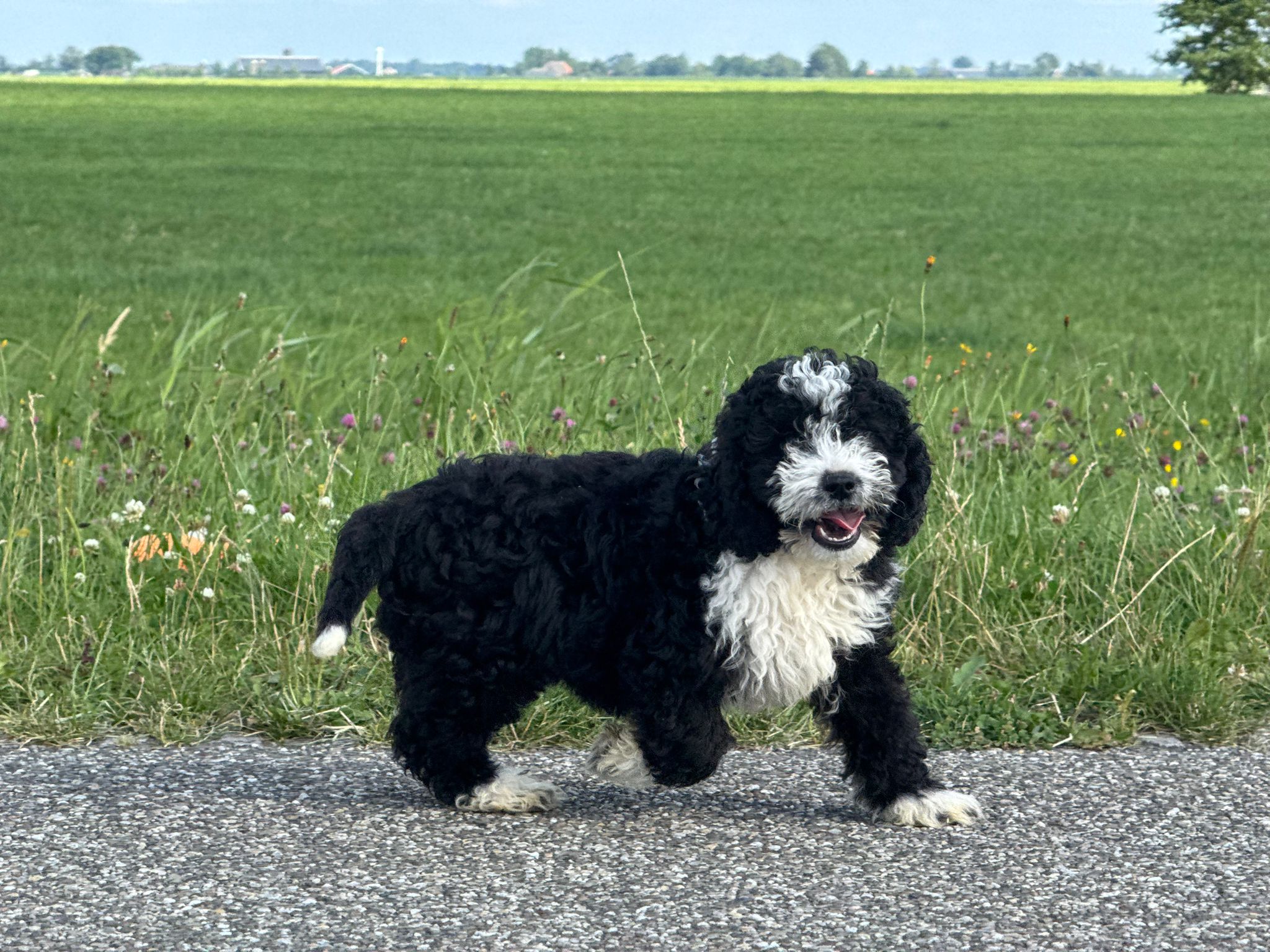 Spaanse Waterhond reuen