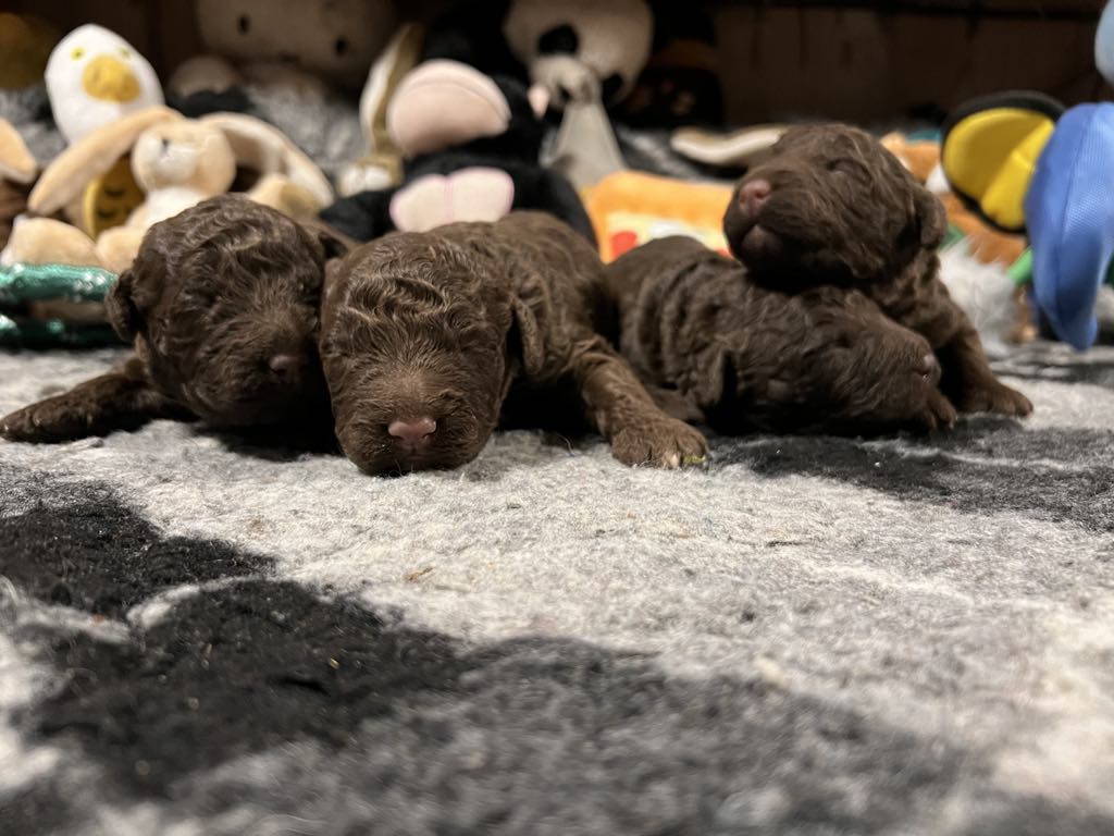  Spaanse Waterhond pups