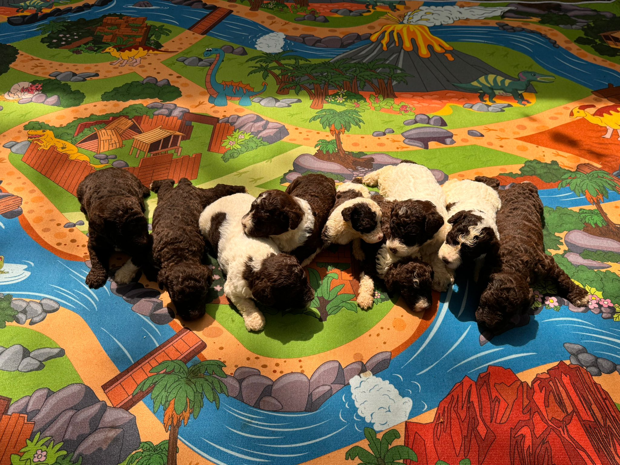 Spaanse Waterhond pups