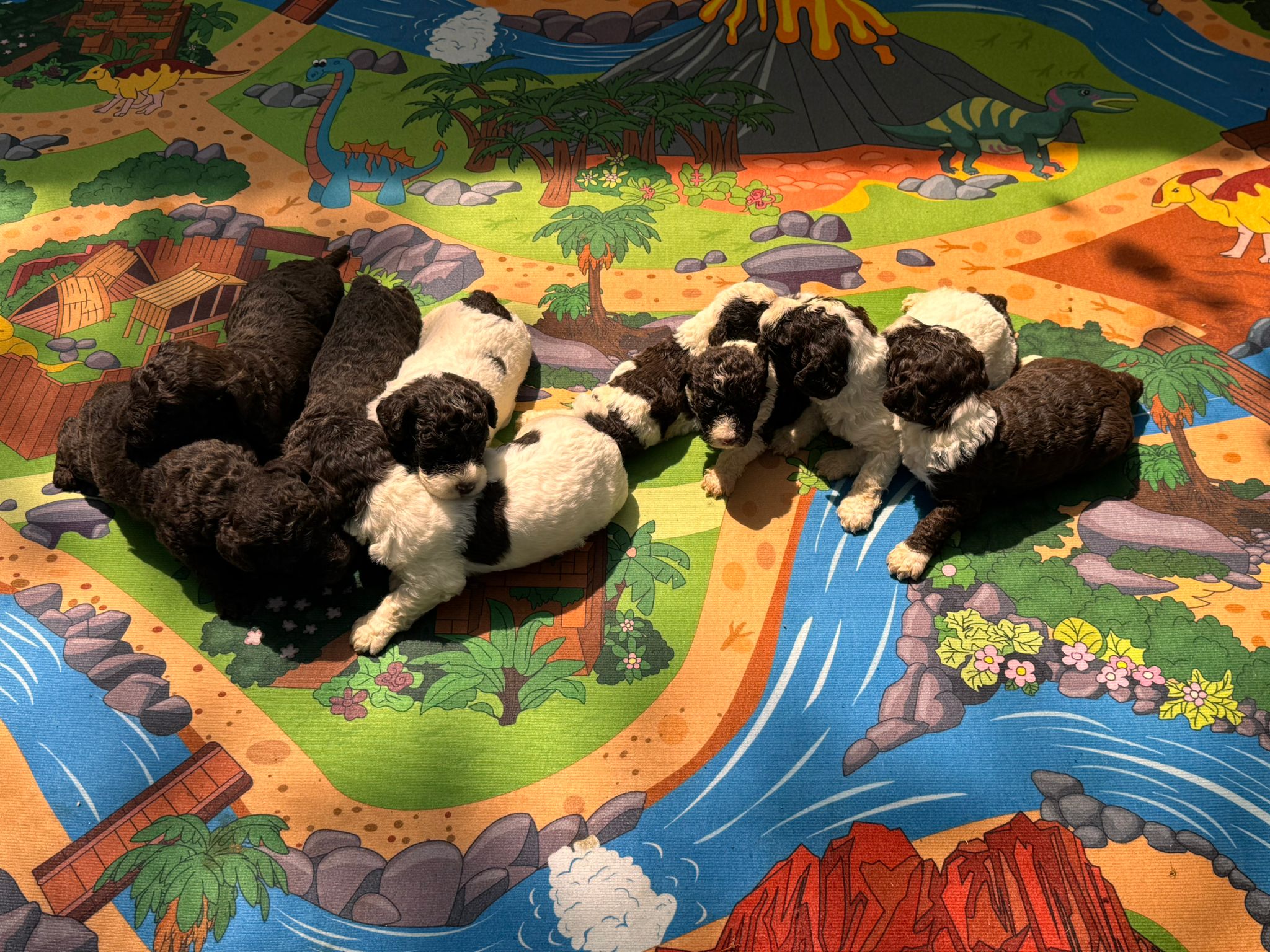 Spaanse Waterhond pups