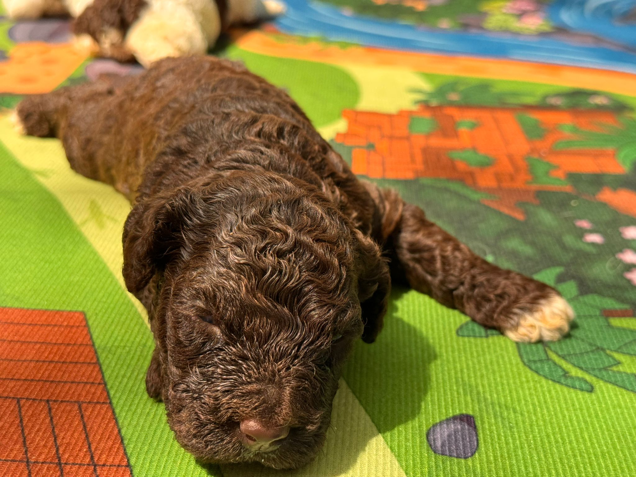 Spaanse Waterhond pups