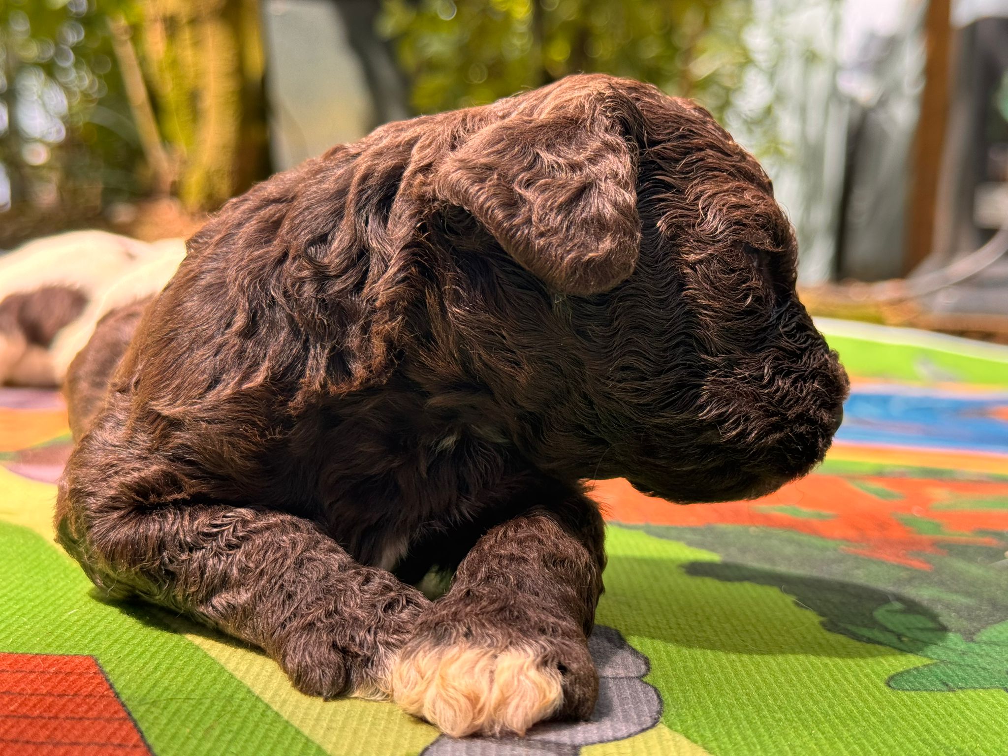 Spaanse Waterhond pups