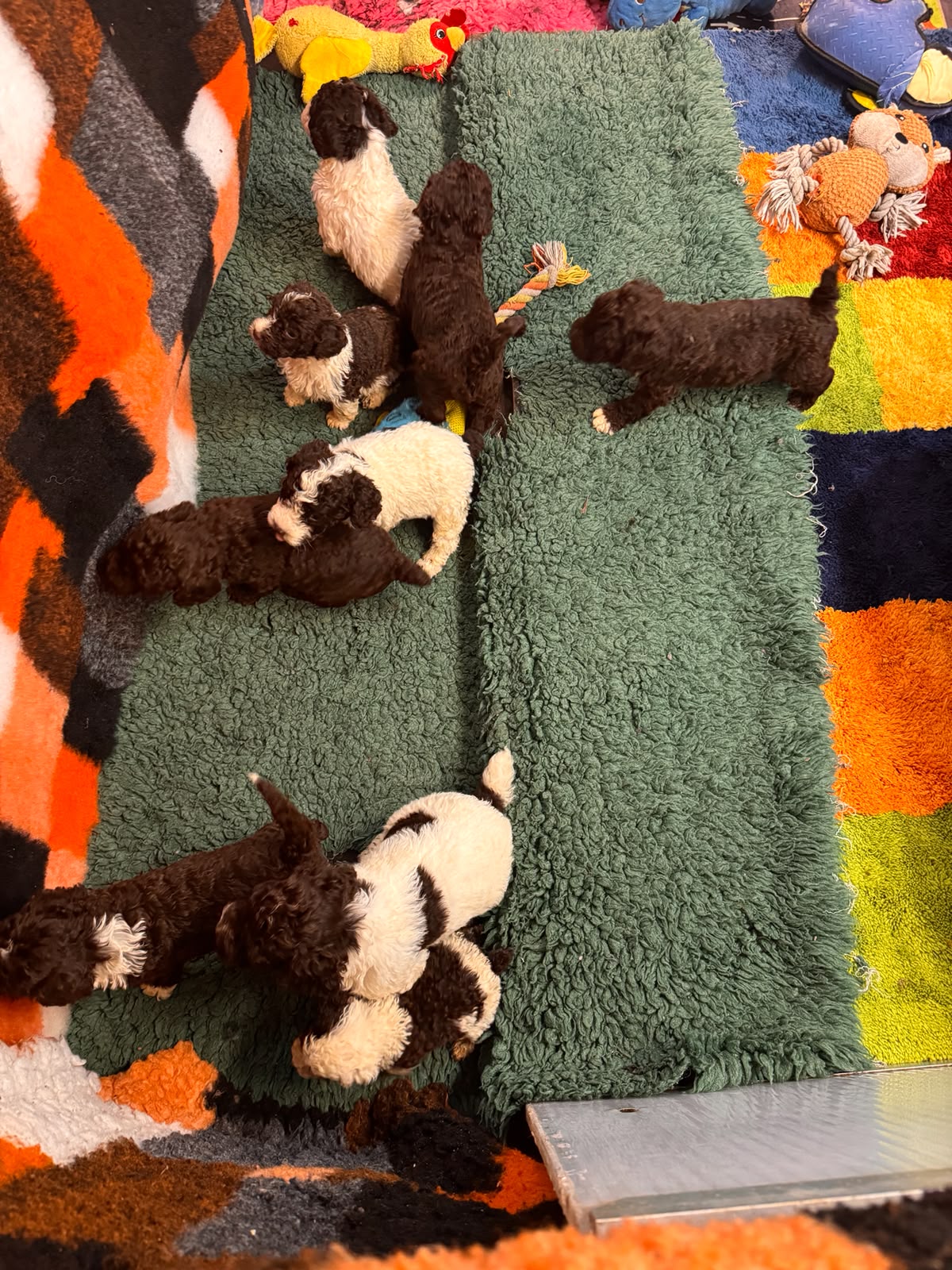 Spaanse Waterhond pups beschikbaar