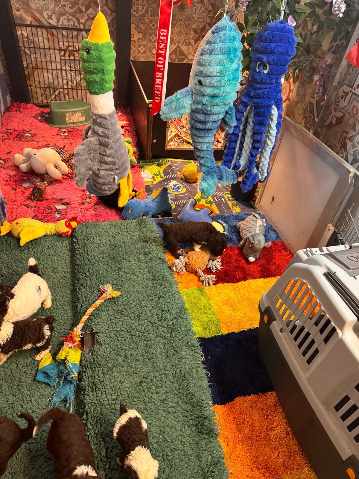 Spaanse Waterhond pups beschikbaar