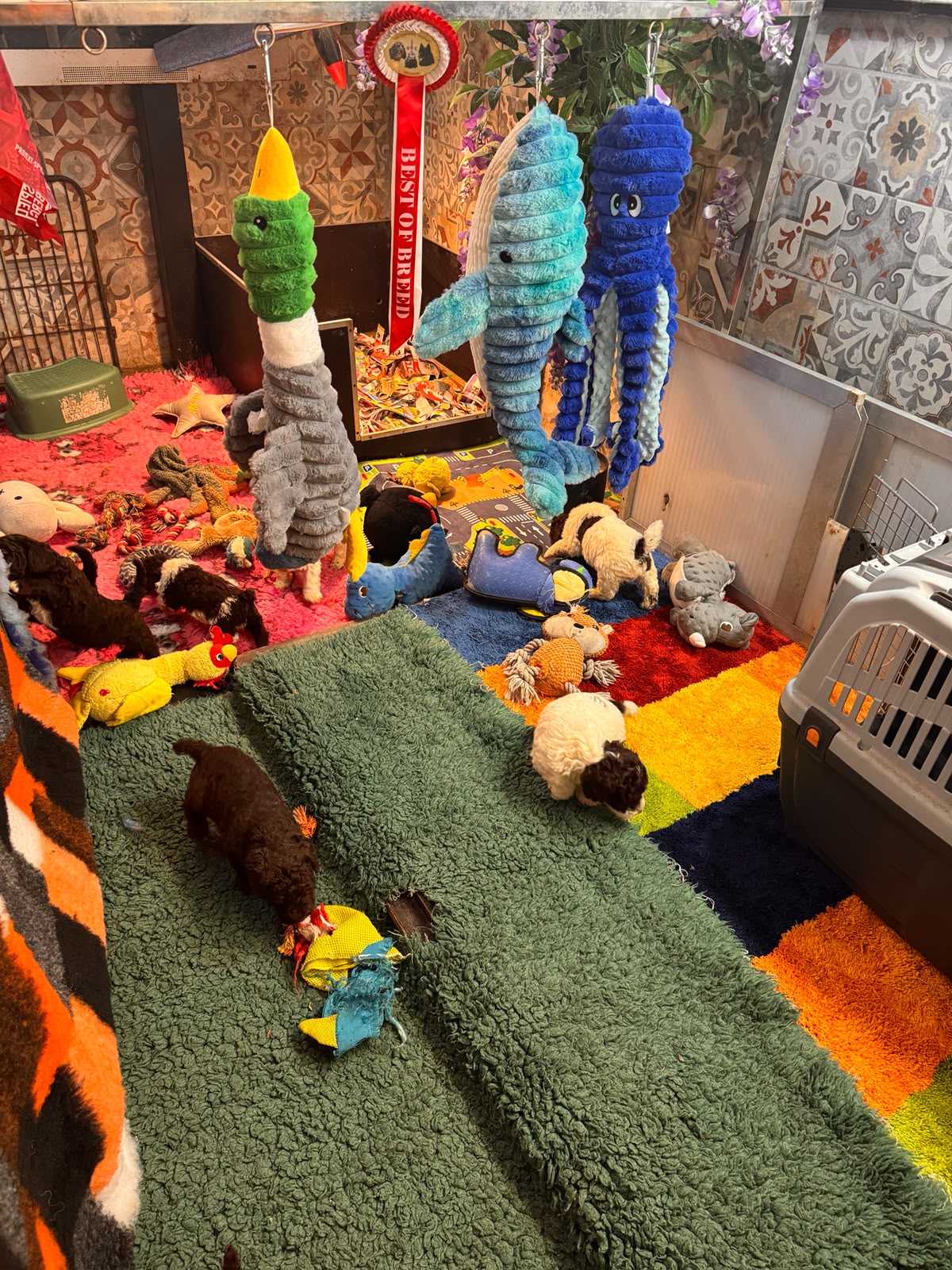 Spaanse Waterhond pups beschikbaar