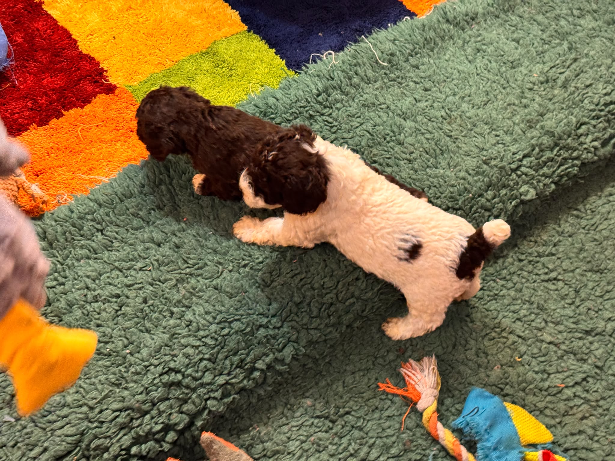 Spaanse Waterhond pups beschikbaar