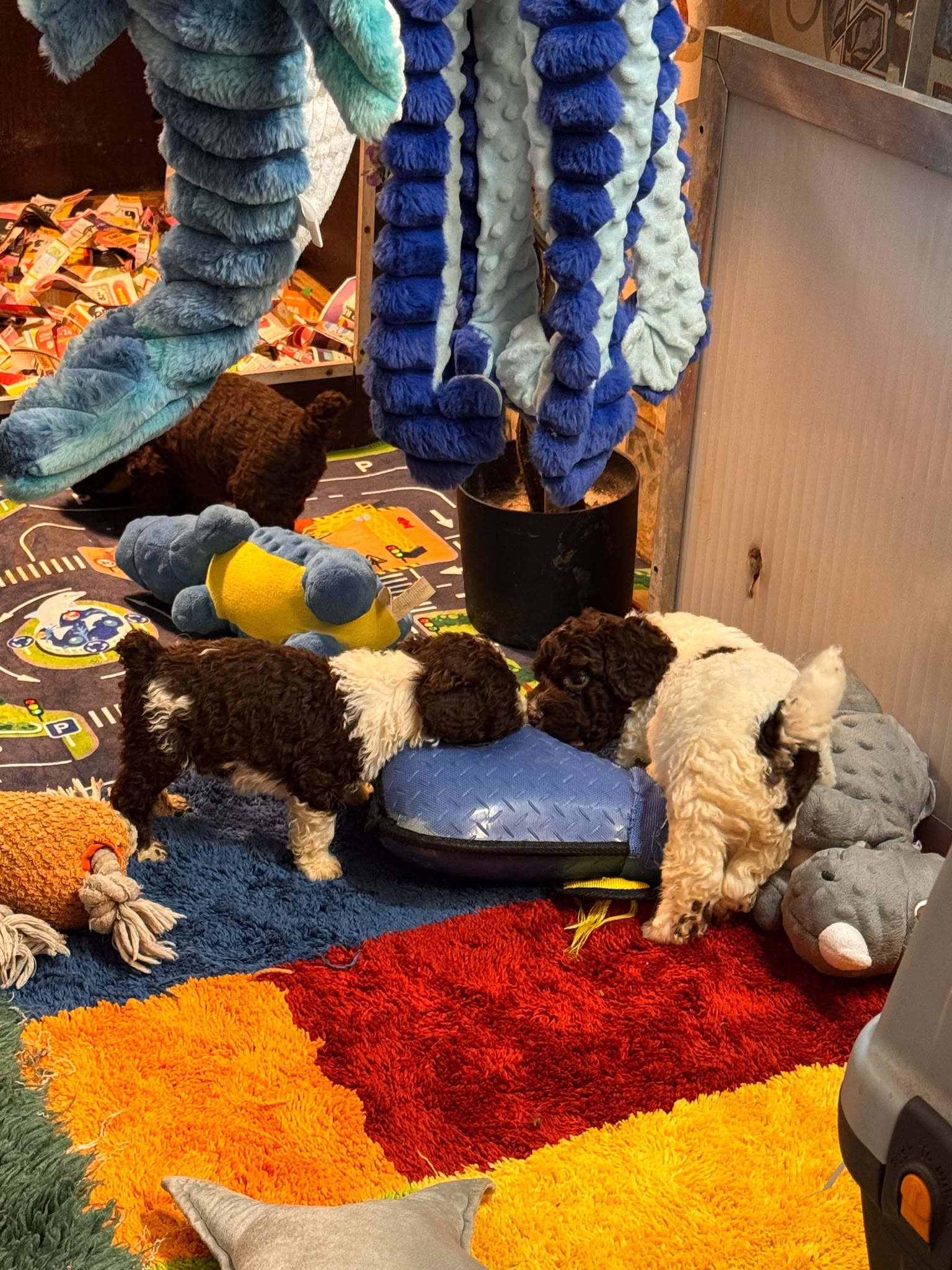 Spaanse Waterhond pups beschikbaar