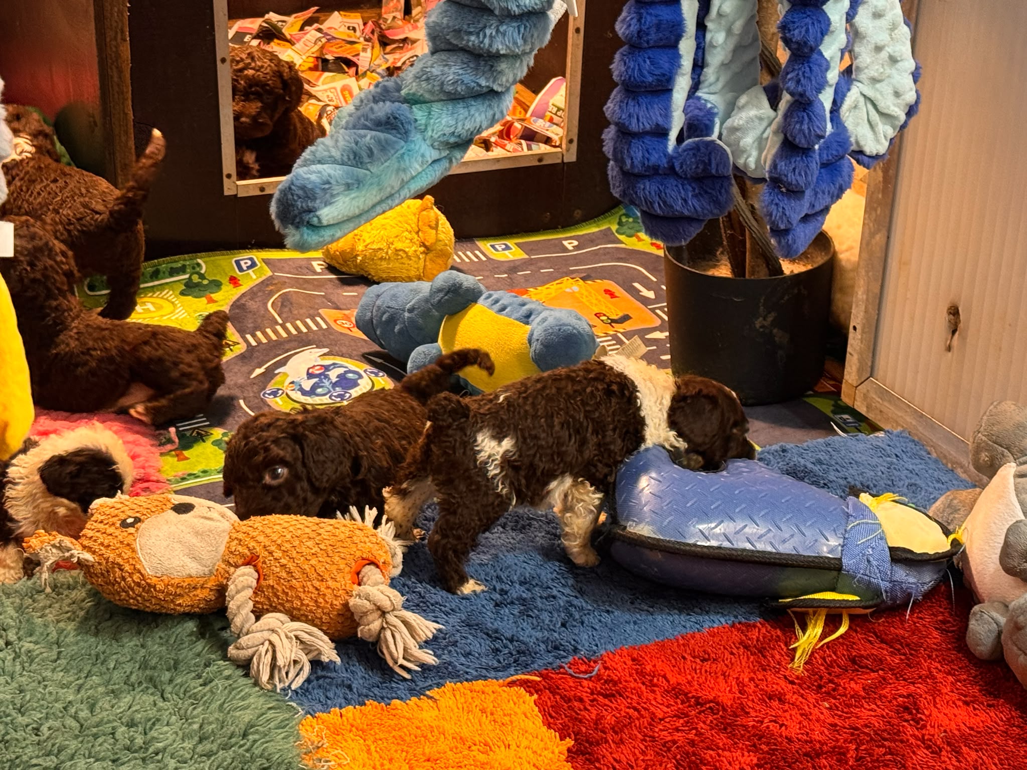 Spaanse Waterhond pups beschikbaar