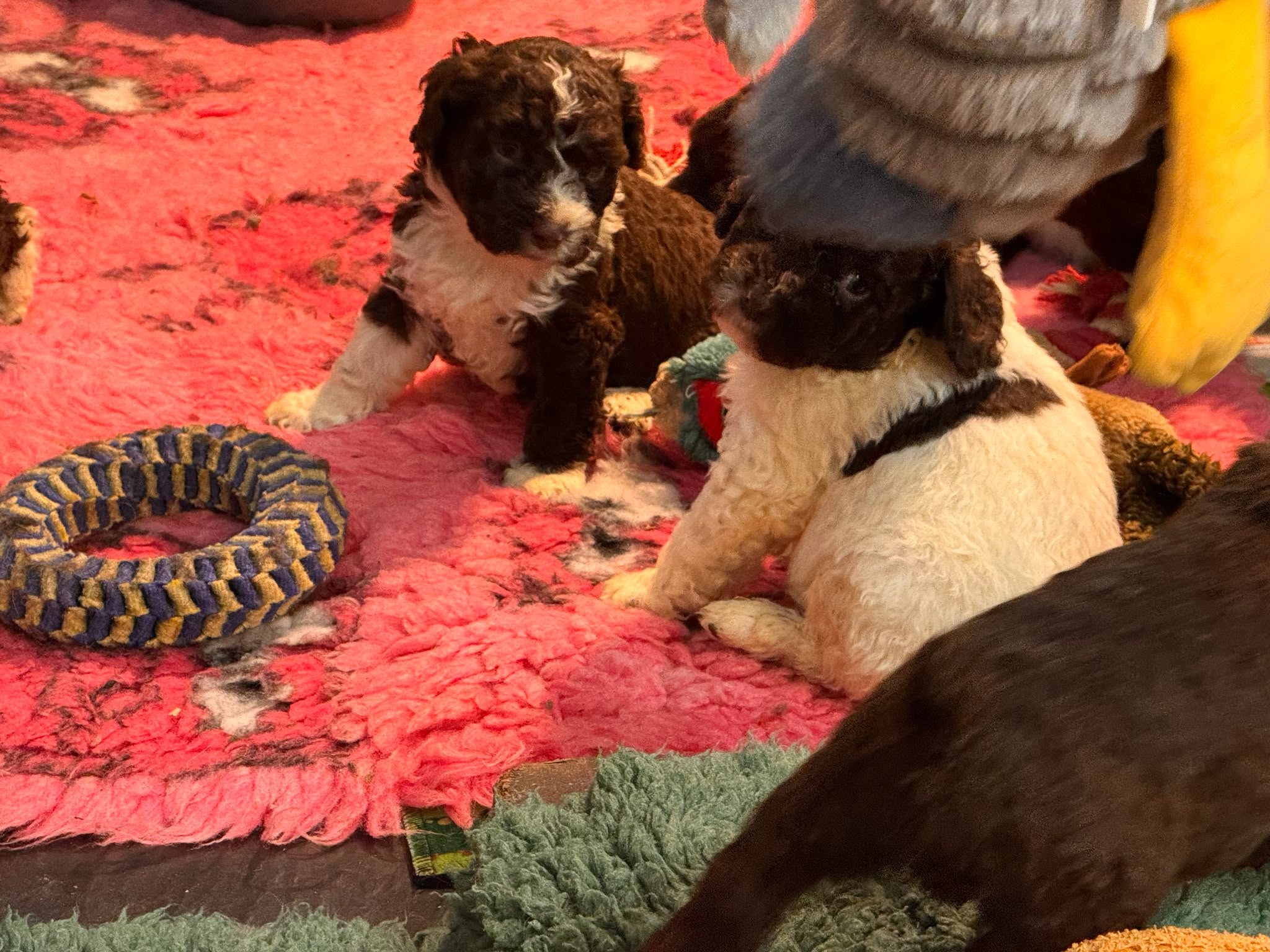 Spaanse Waterhond pups beschikbaar