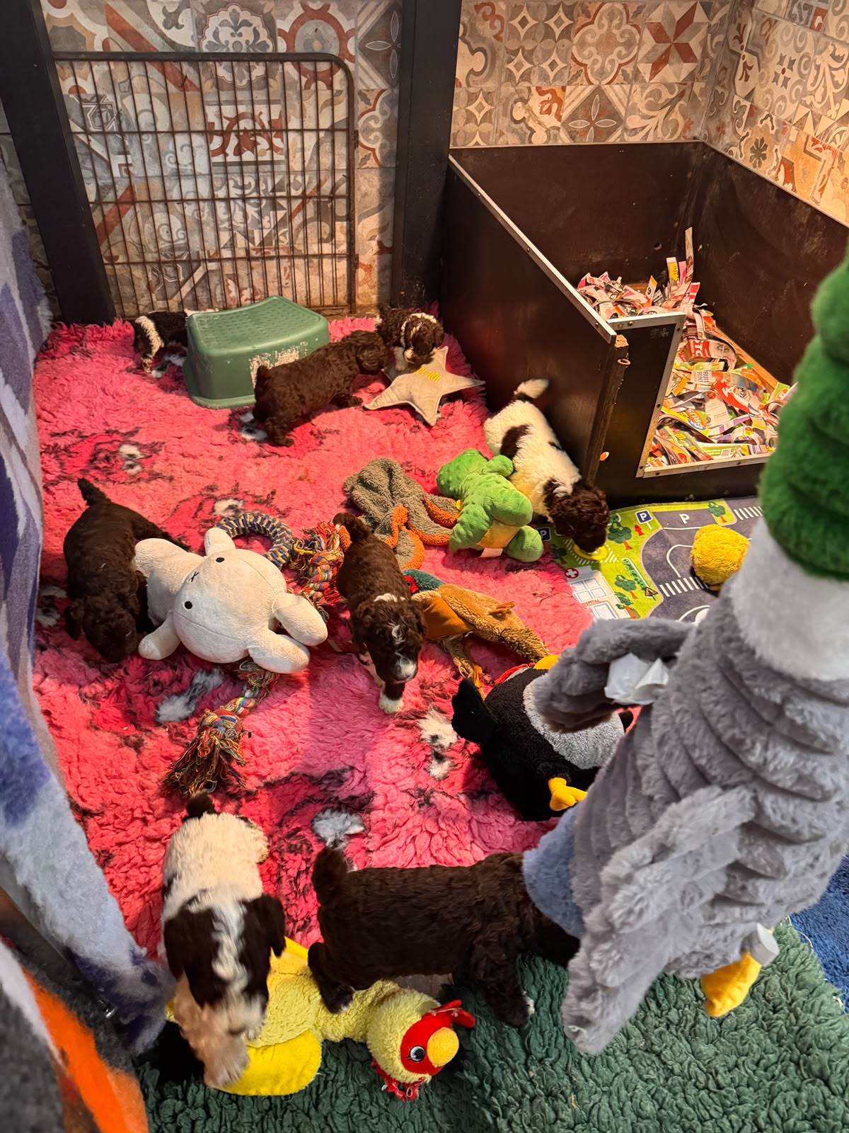 Spaanse Waterhond pups beschikbaar
