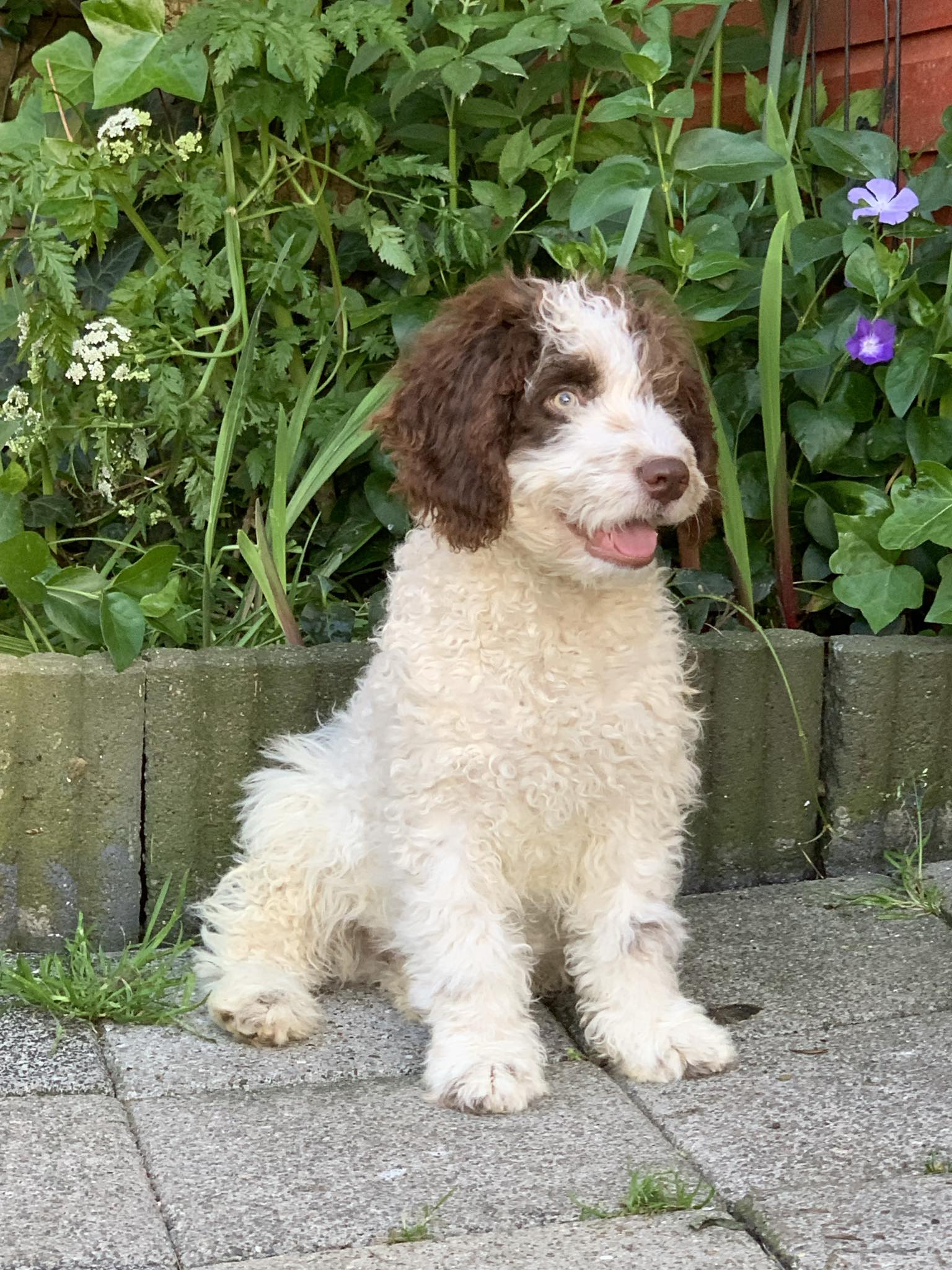 Spaanse Waterhond pup