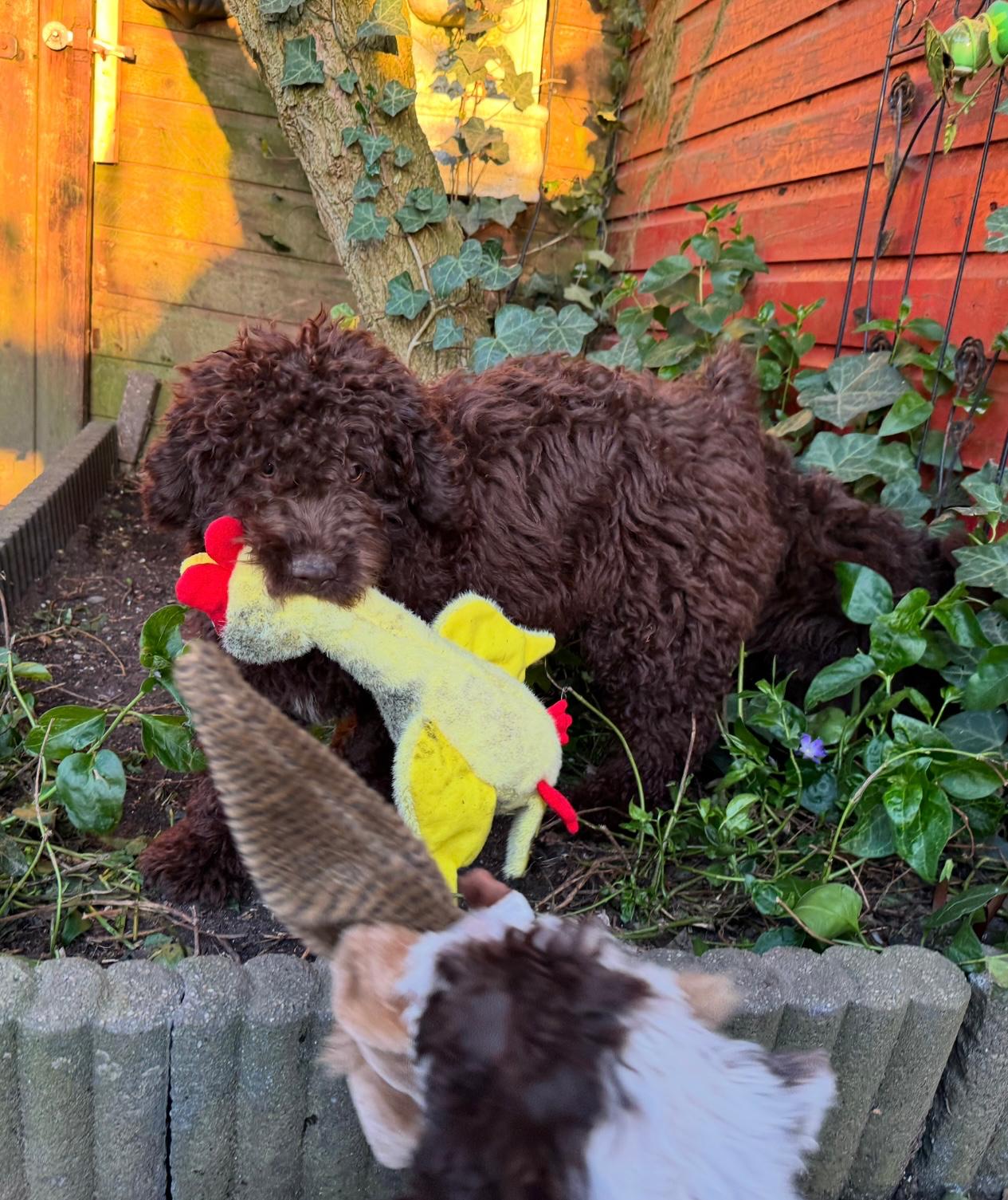 Spaanse Waterhond puppies