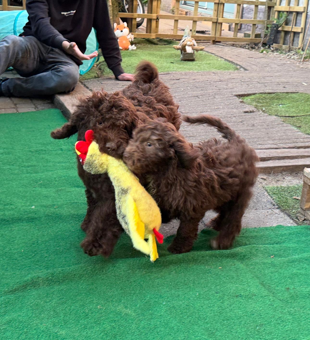 Spaanse Waterhond puppies