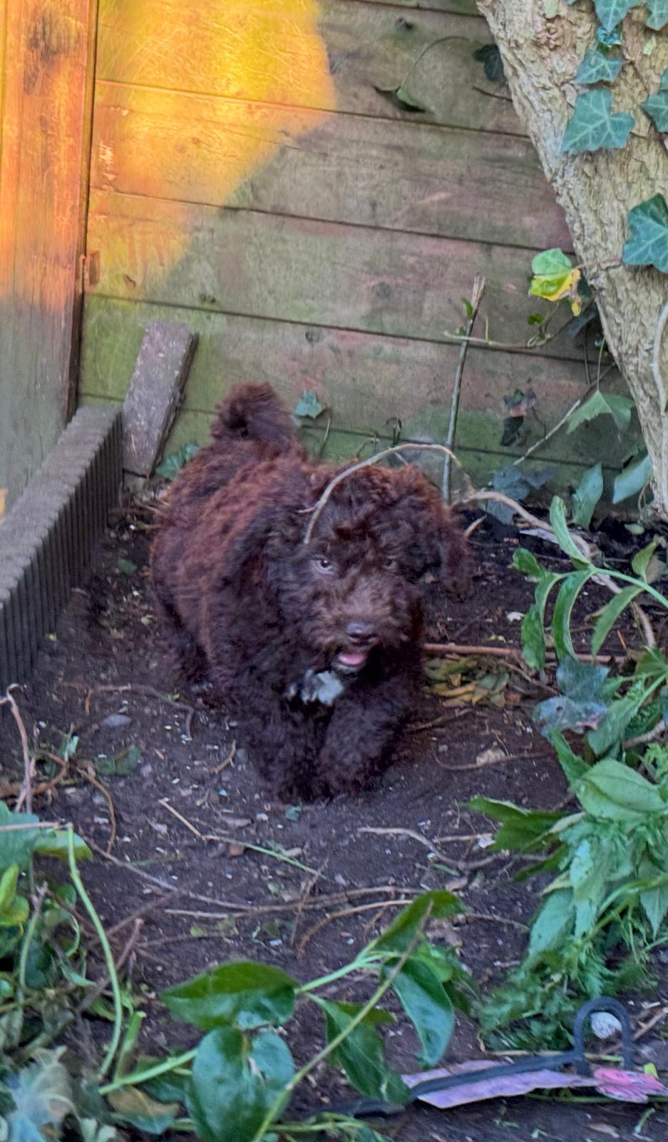 Spaanse Waterhond puppies