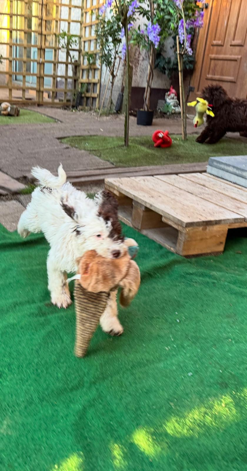 Spaanse Waterhond puppies