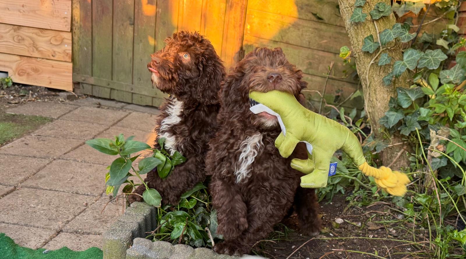 Spaanse Waterhond puppies