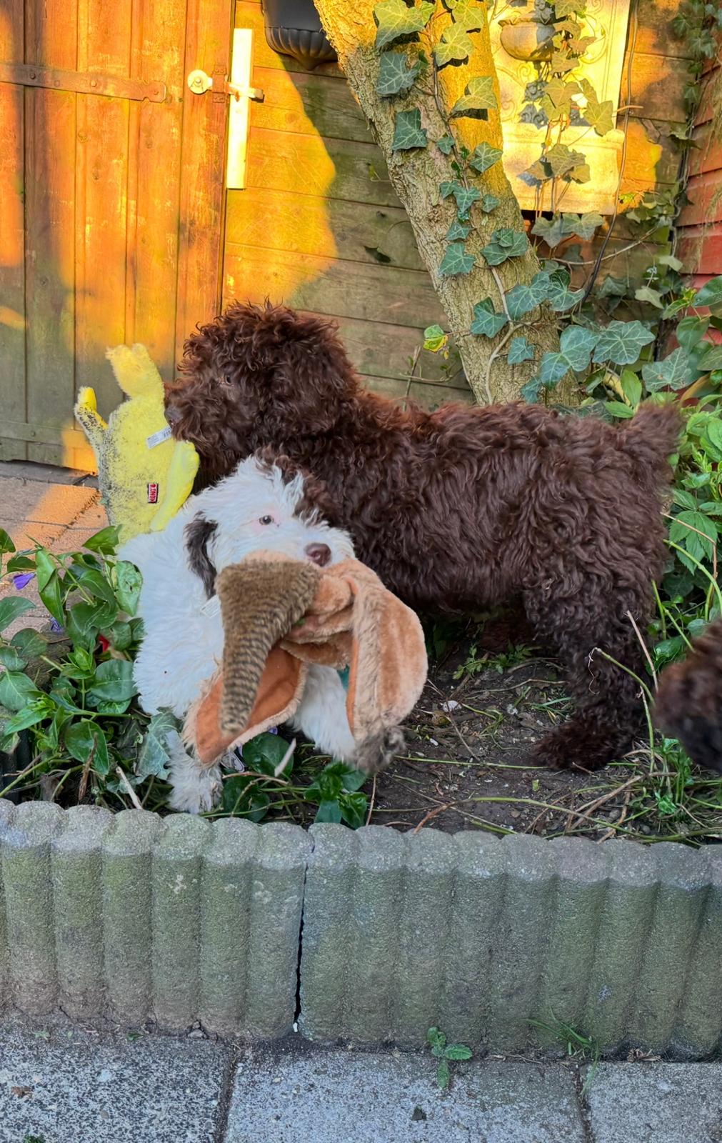 Spaanse Waterhond puppies