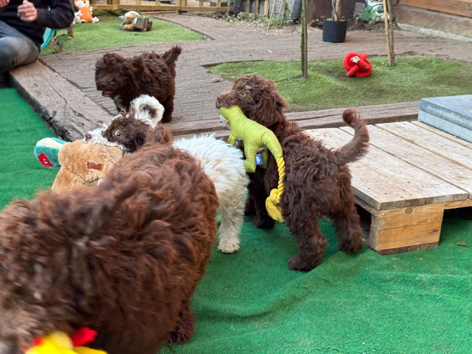 Spaanse Waterhond pups beschikbaar