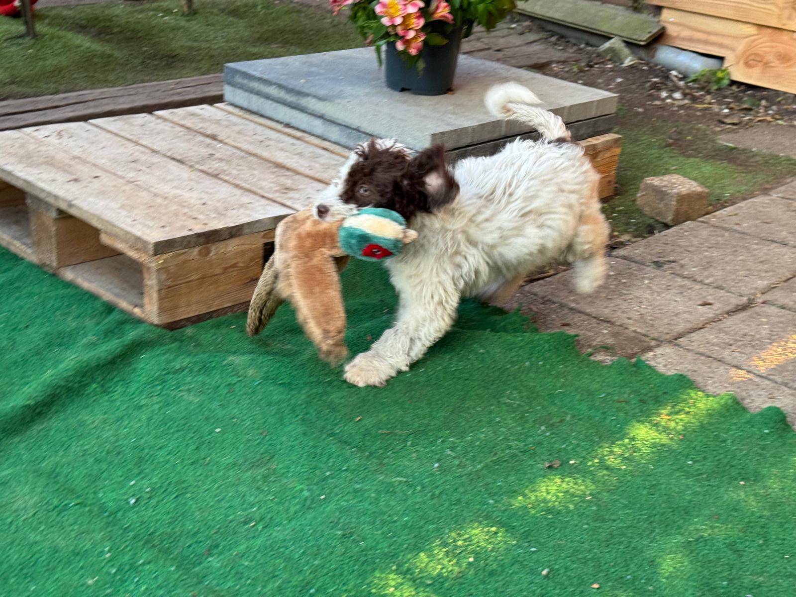 Spaanse Waterhond pups beschikbaar