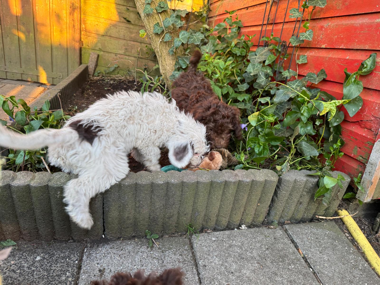 Spaanse Waterhond pups beschikbaar