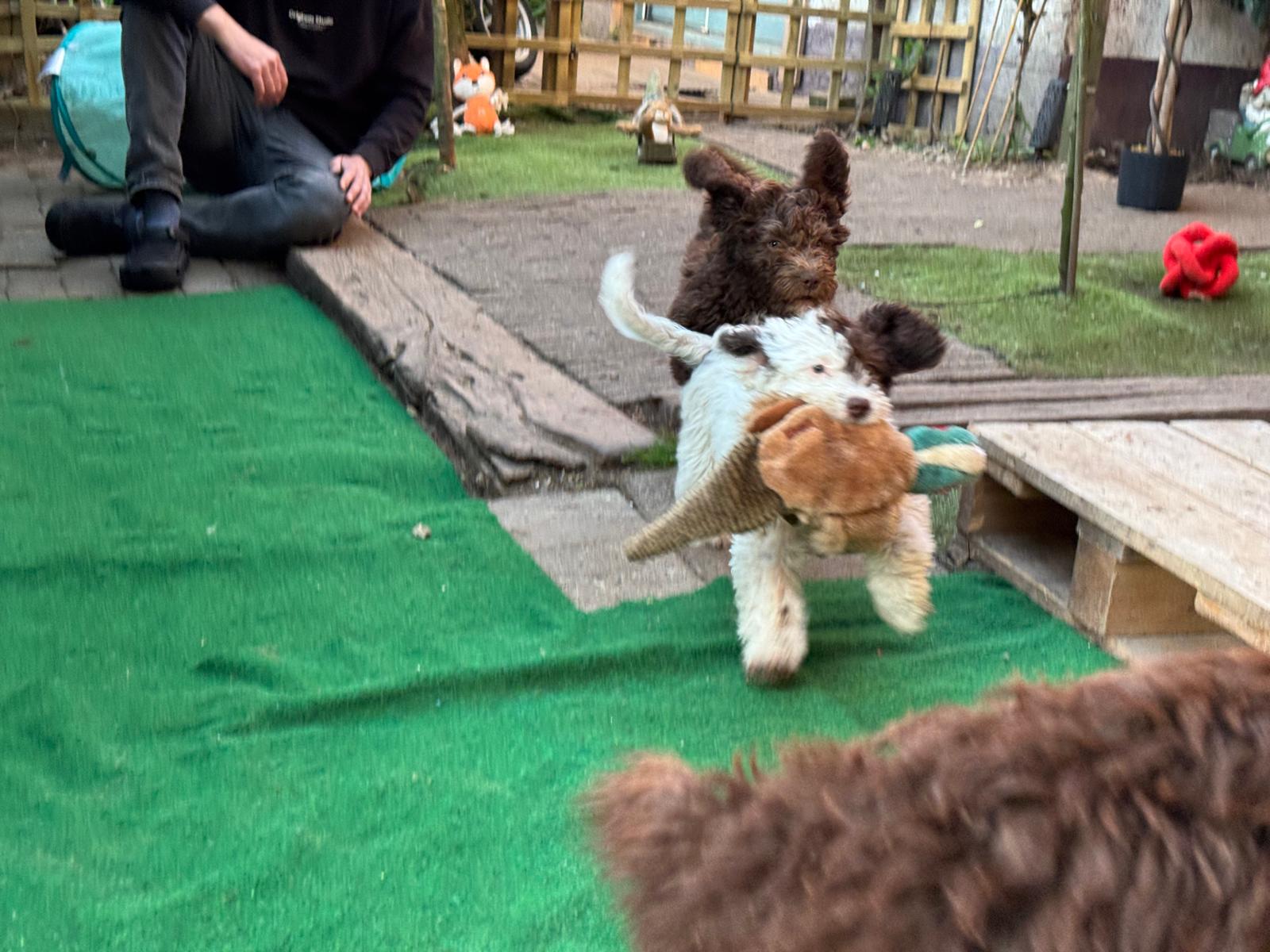 Spaanse Waterhond pups beschikbaar