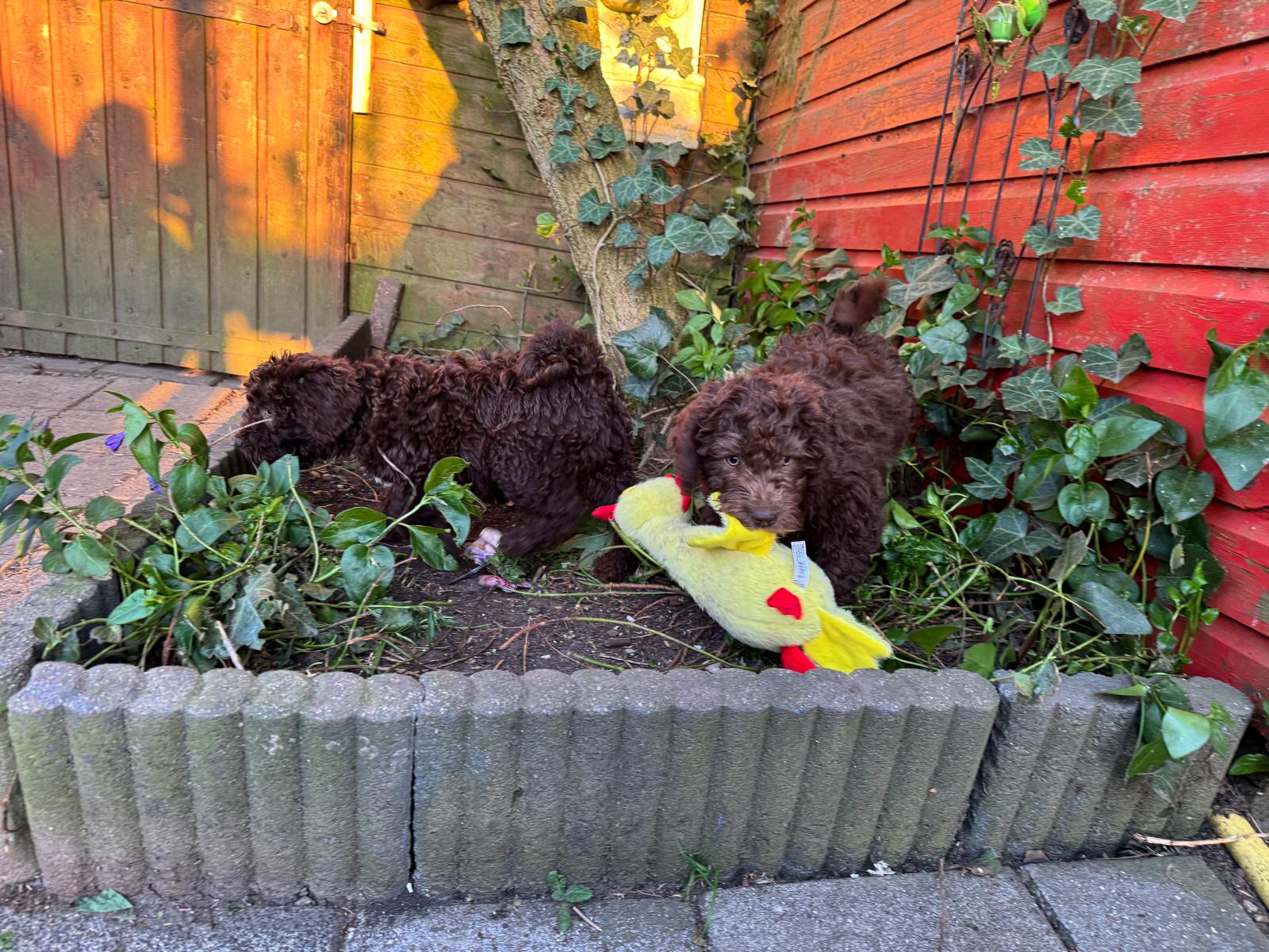 Spaanse Waterhond pups beschikbaar