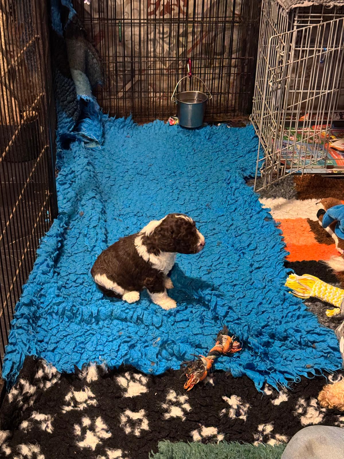 Spaanse Waterhond pup beschikbaar