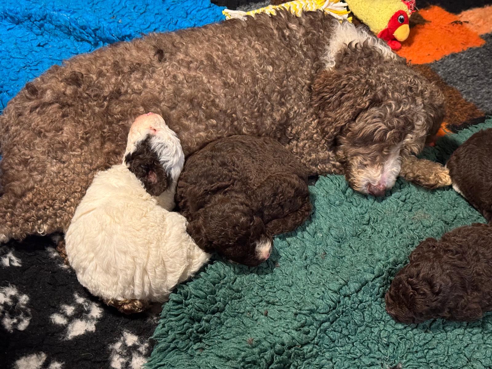 Spaanse Waterhond pup