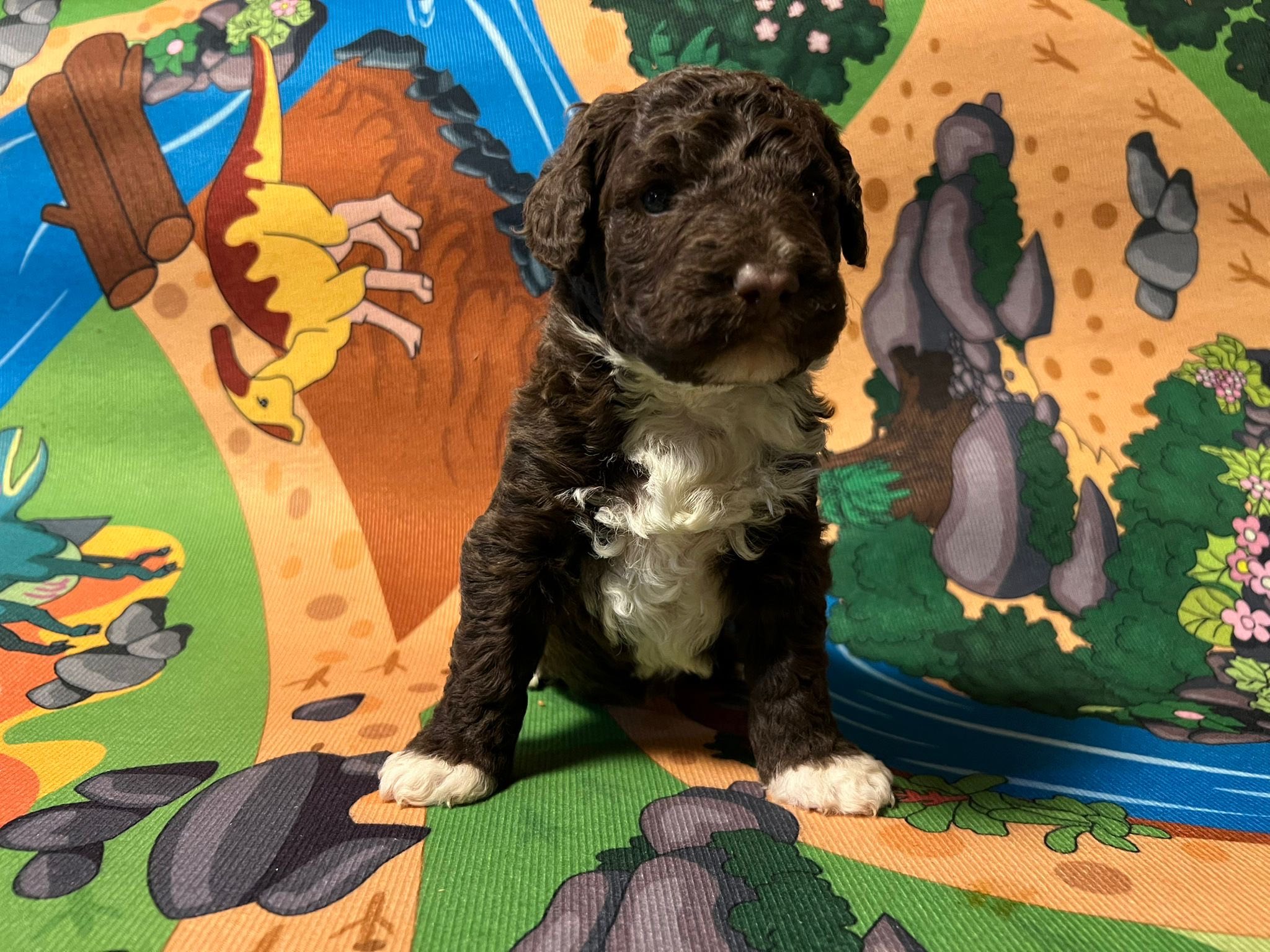 Spaanse Waterhond bruin-wit reutje pup