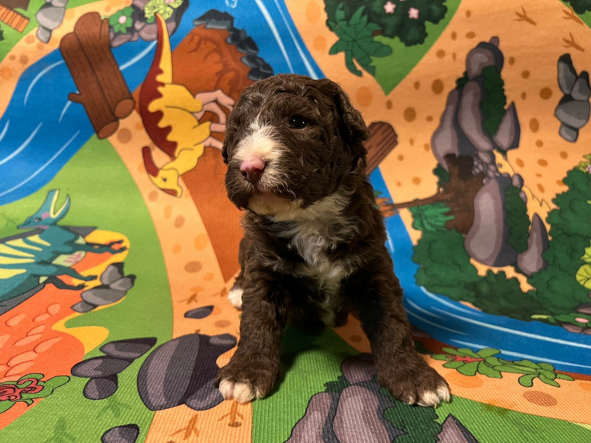 Spaanse Waterhond bruin-wit teefje