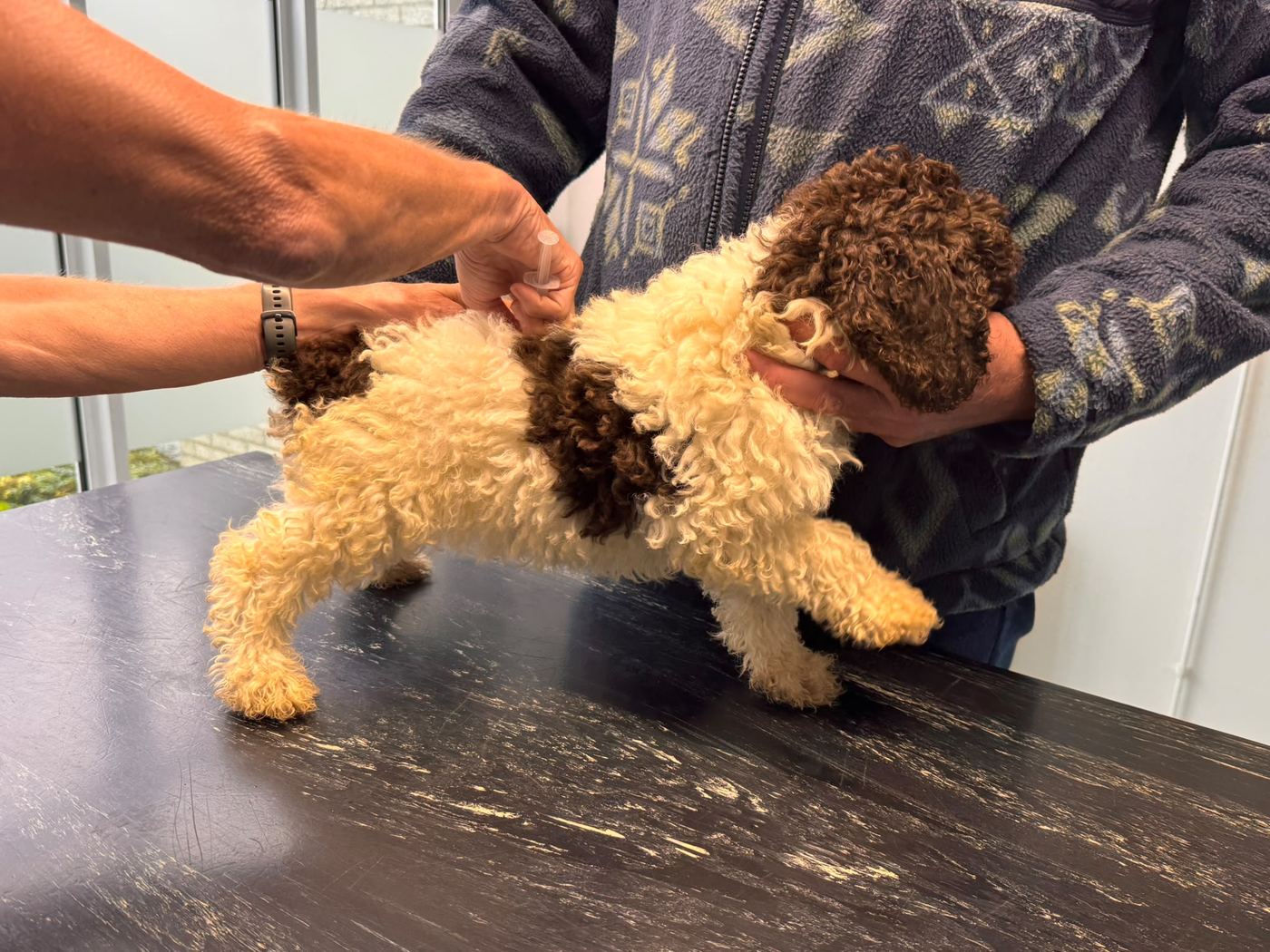 Beschikbaar wit-bruine Spaanse Waterhond pup bij de dierenarts, foto 7