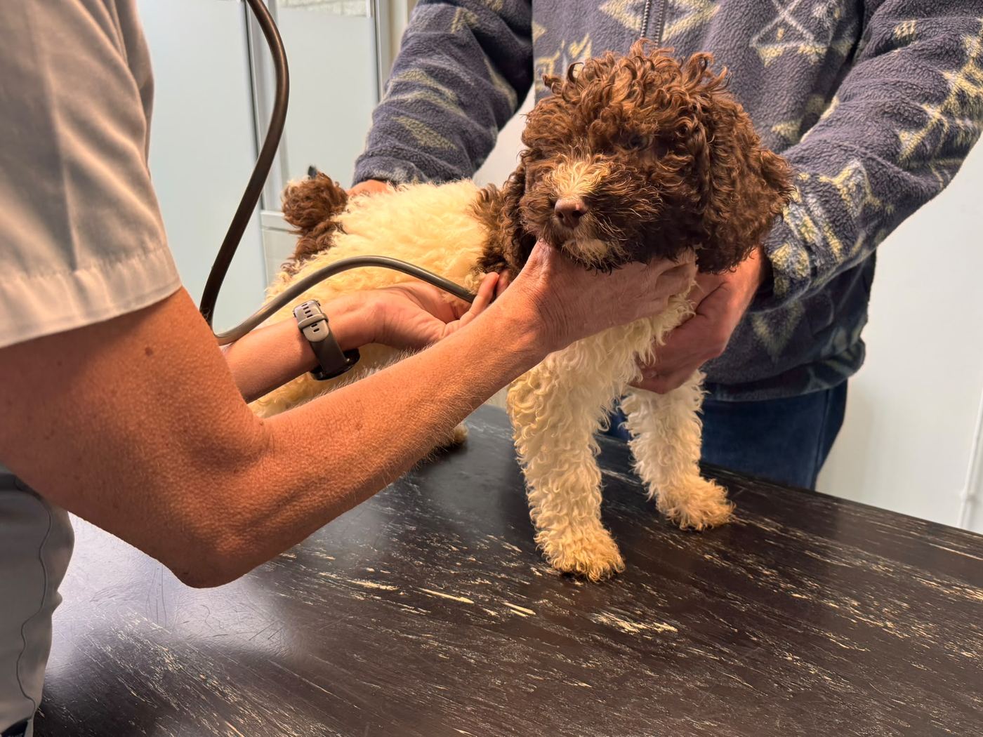 Beschikbaar wit-bruine Spaanse Waterhond pup bij de dierenarts, foto 5